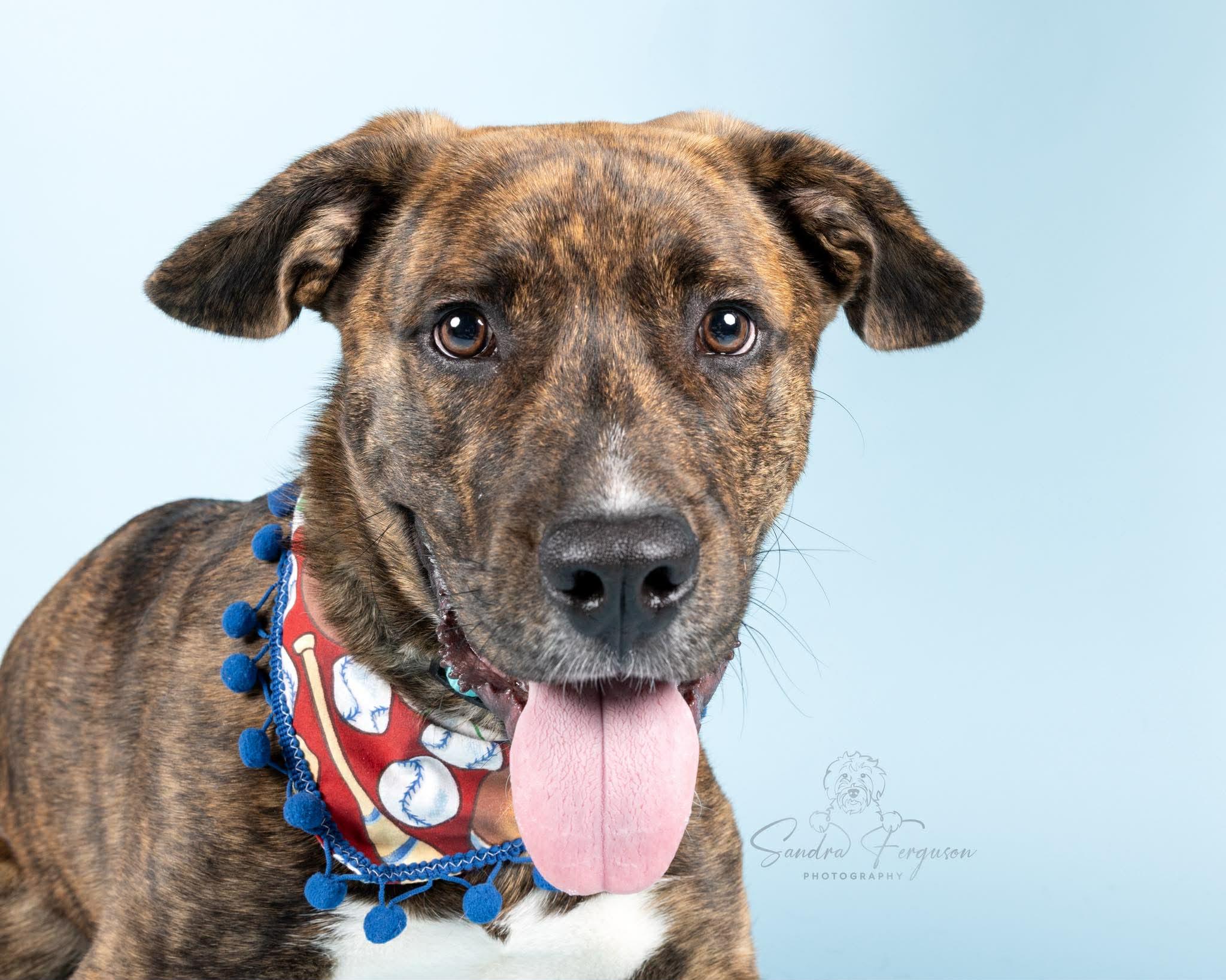 Enlarge Copper (LM-Fostered in TN), a ADOPTABLE mixed breed in Brooklyn, CT image 1/6