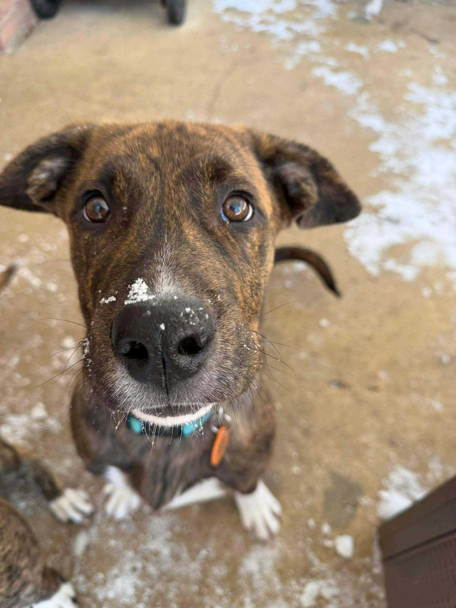 Cooper (LM-Fostered in TN), ADOPTABLE, Young Male Boxer.