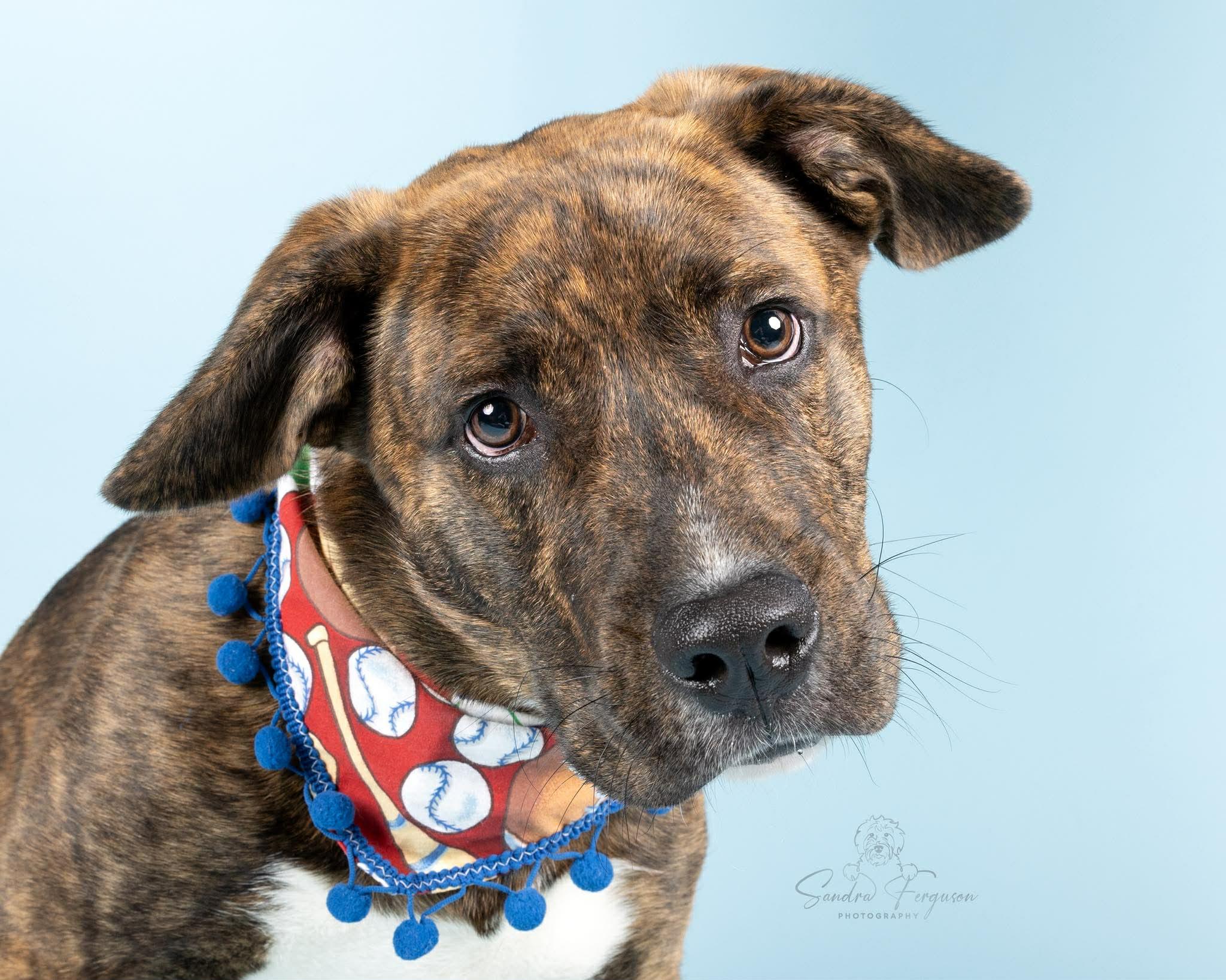 Enlarge Copper (LM-Fostered in TN), a ADOPTABLE mixed breed in Brooklyn, CT image 2/6