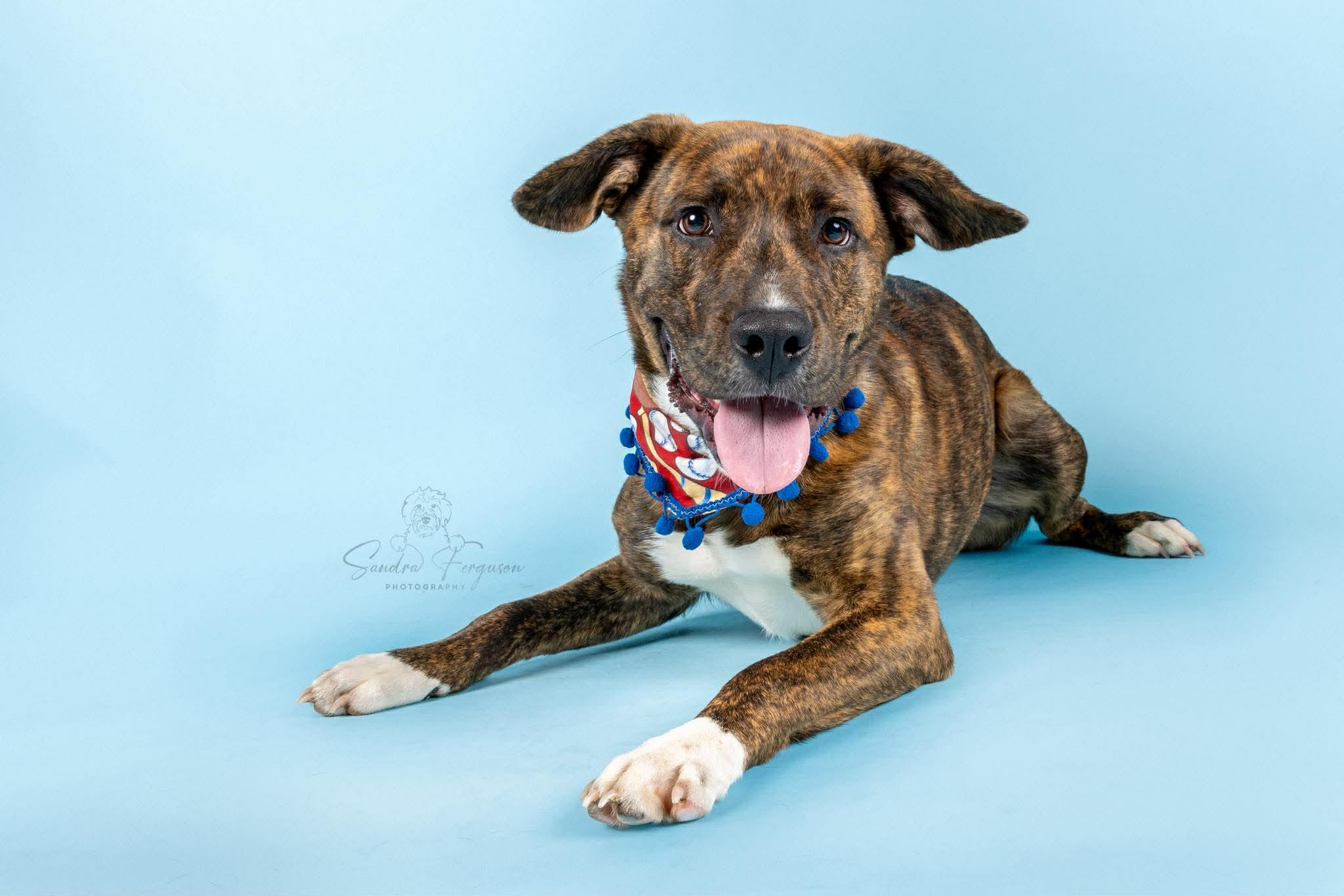 Enlarge Copper (LM-Fostered in TN), a ADOPTABLE mixed breed in Brooklyn, CT image 6/6