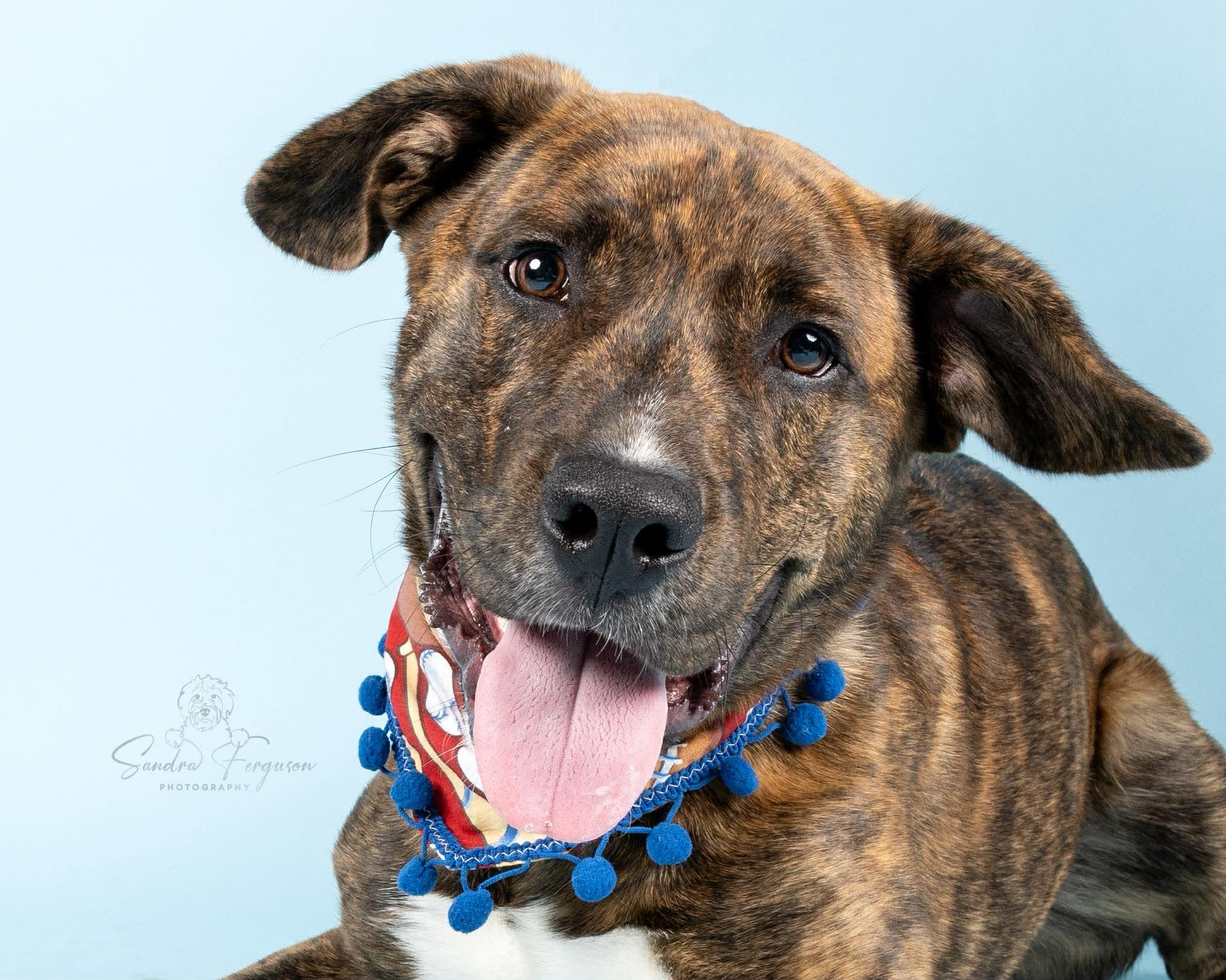 Enlarge Copper (LM-Fostered in TN), a ADOPTABLE mixed breed in Brooklyn, CT image 4/6