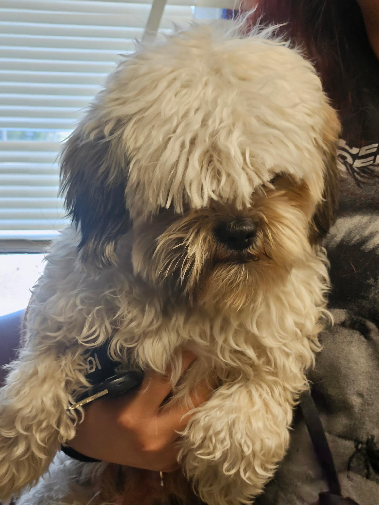 Addie, Adoptable, Adult Female Shih Tzu.