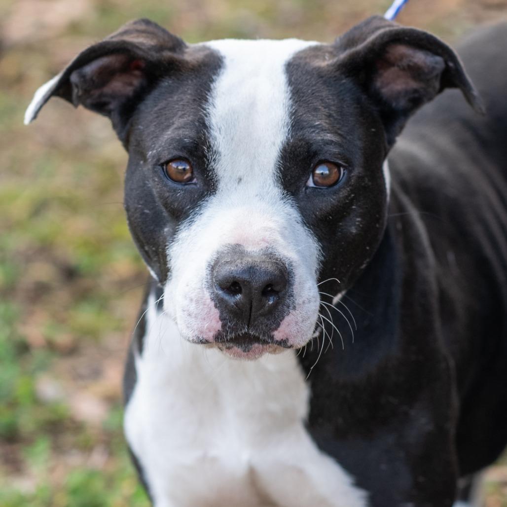 DOVE-30521, Adoptable, Adult Female Pit Bull Terrier.