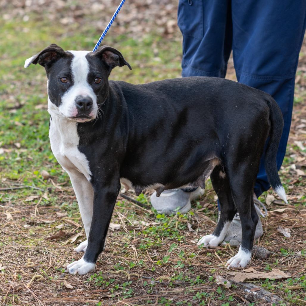 DOVE-30521, a Adoptable Pit Bull Terrier in Bartlett, TN image 2/2
