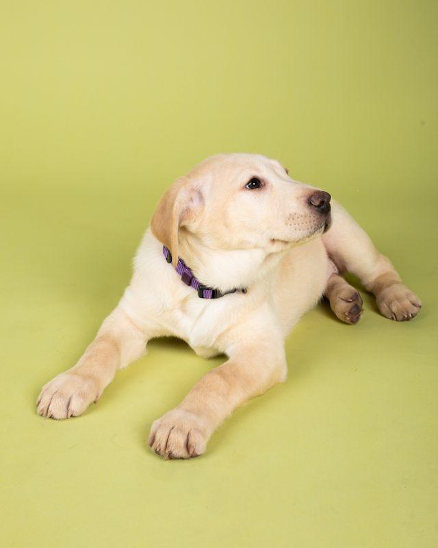 Enlarge Penelope, an adopted mixed breed in Temecula, CA image 2/2