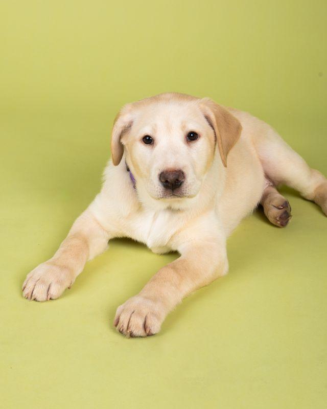 Enlarge Penelope, an adopted mixed breed in Temecula, CA image 1/2