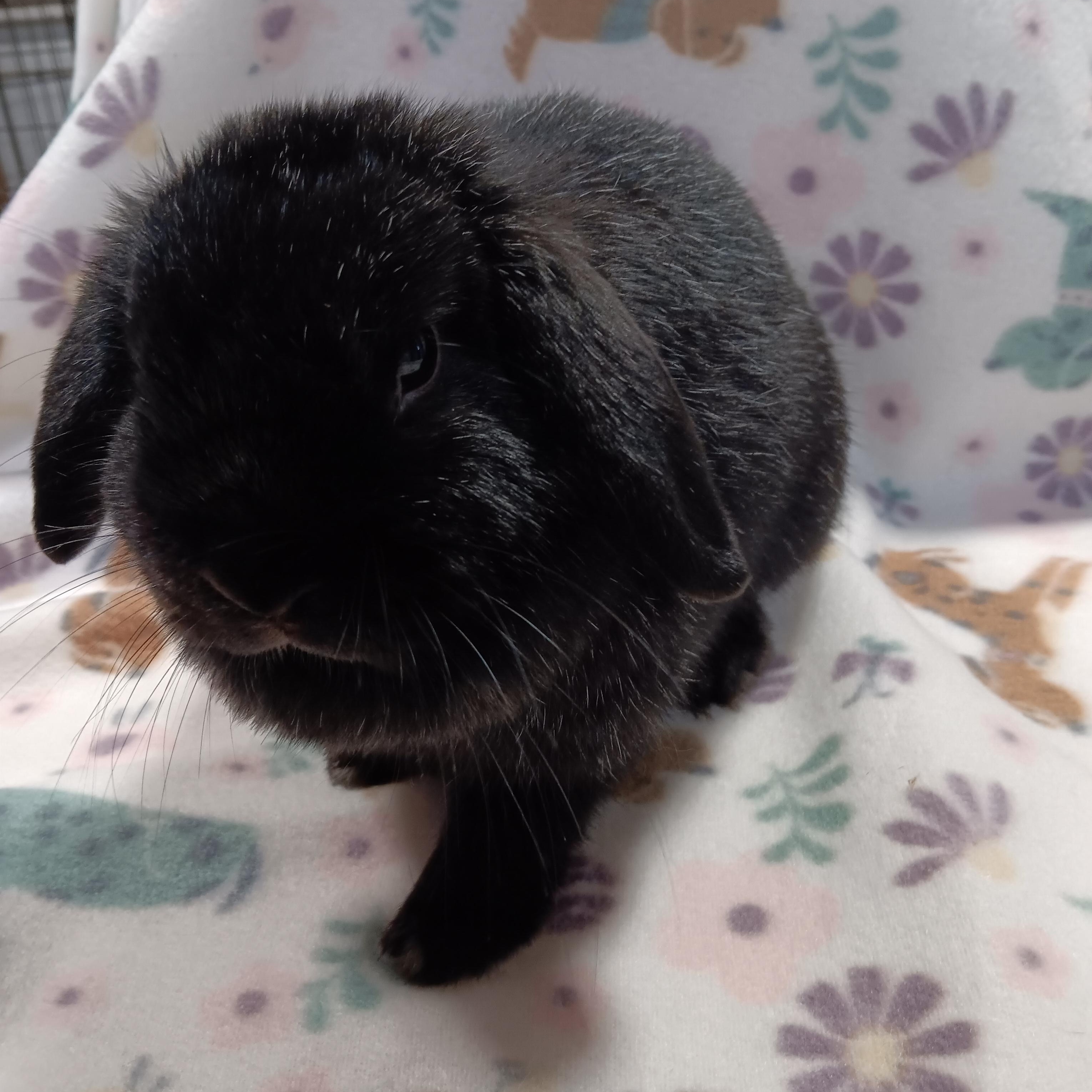 LunaBelle, adopted, Young Female Holland Lop.