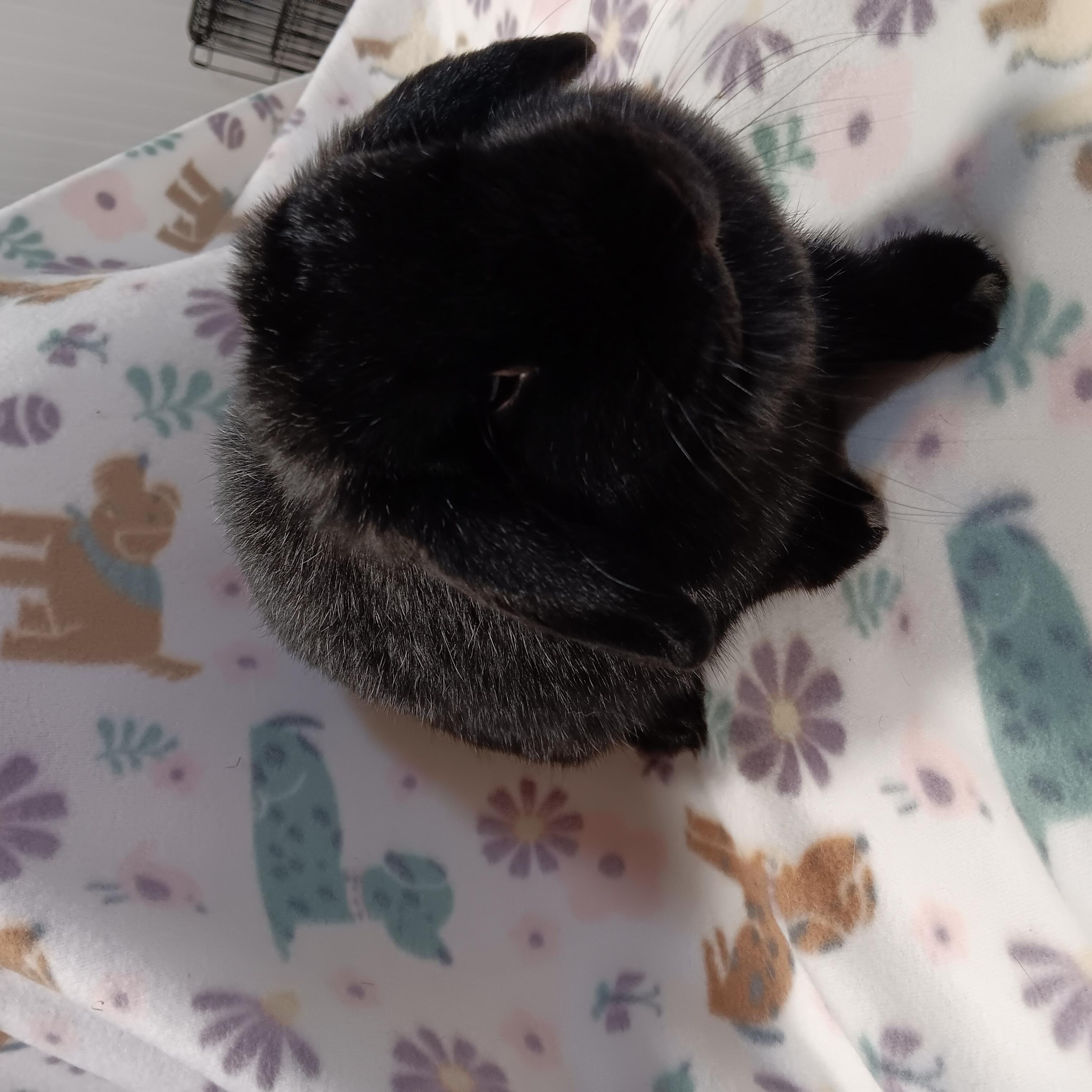 LunaBelle, an adopted Holland Lop in Erie, PA image 2/3