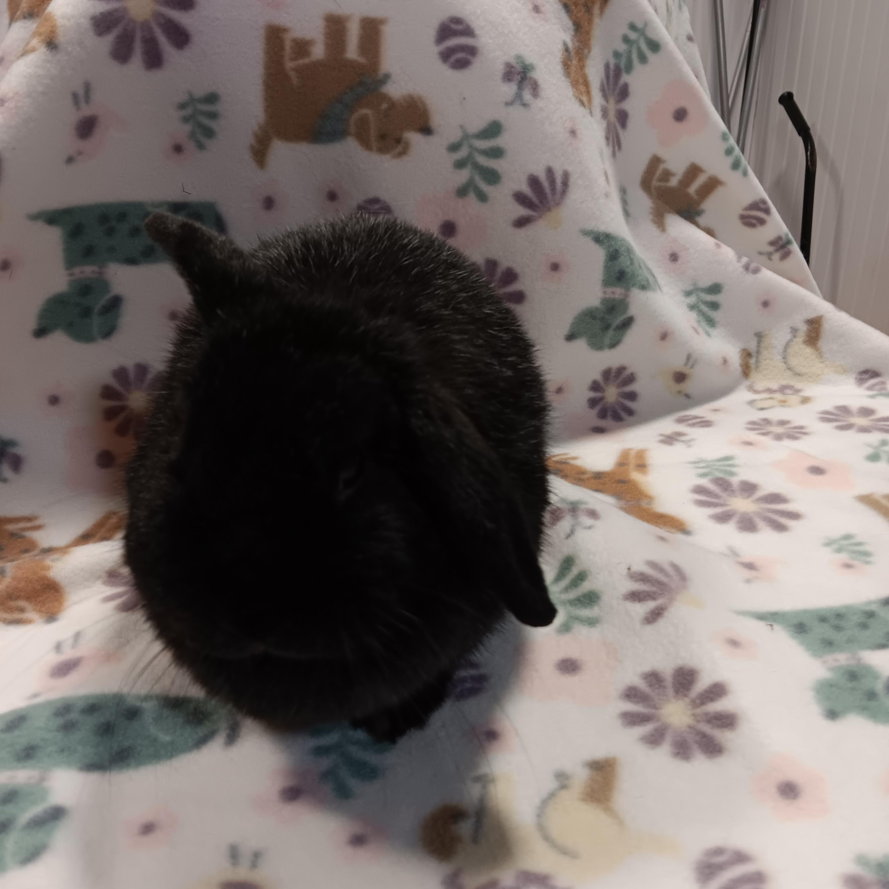 LunaBelle, an adopted Holland Lop in Erie, PA image 3/3