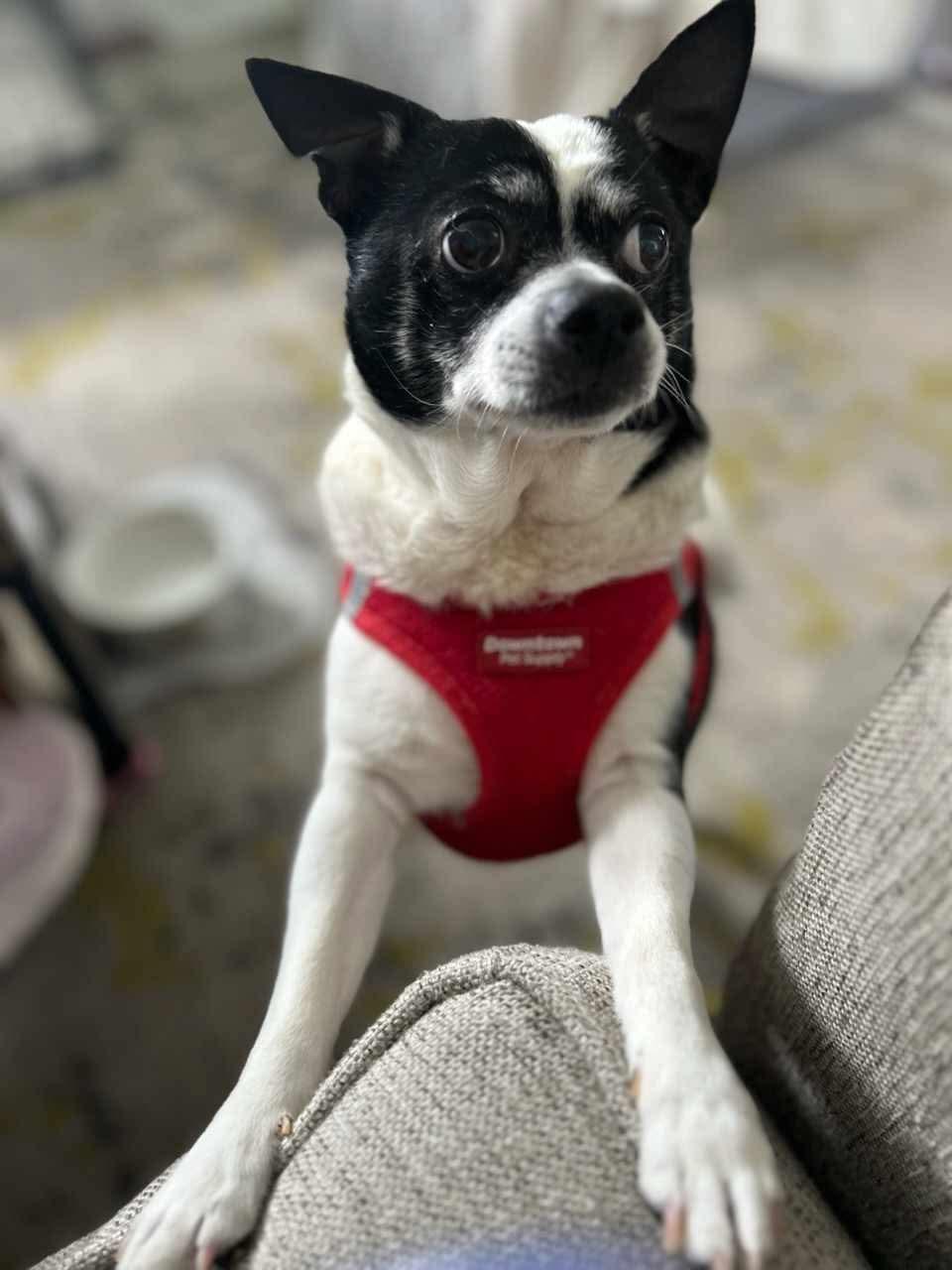 Skipper