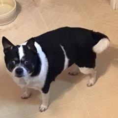 Skipper