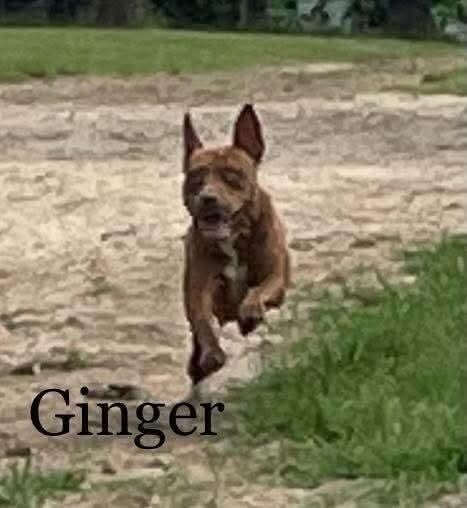 Enlarge Ginger, a Adoptable mixed breed in Marianna, FL image 1/1
