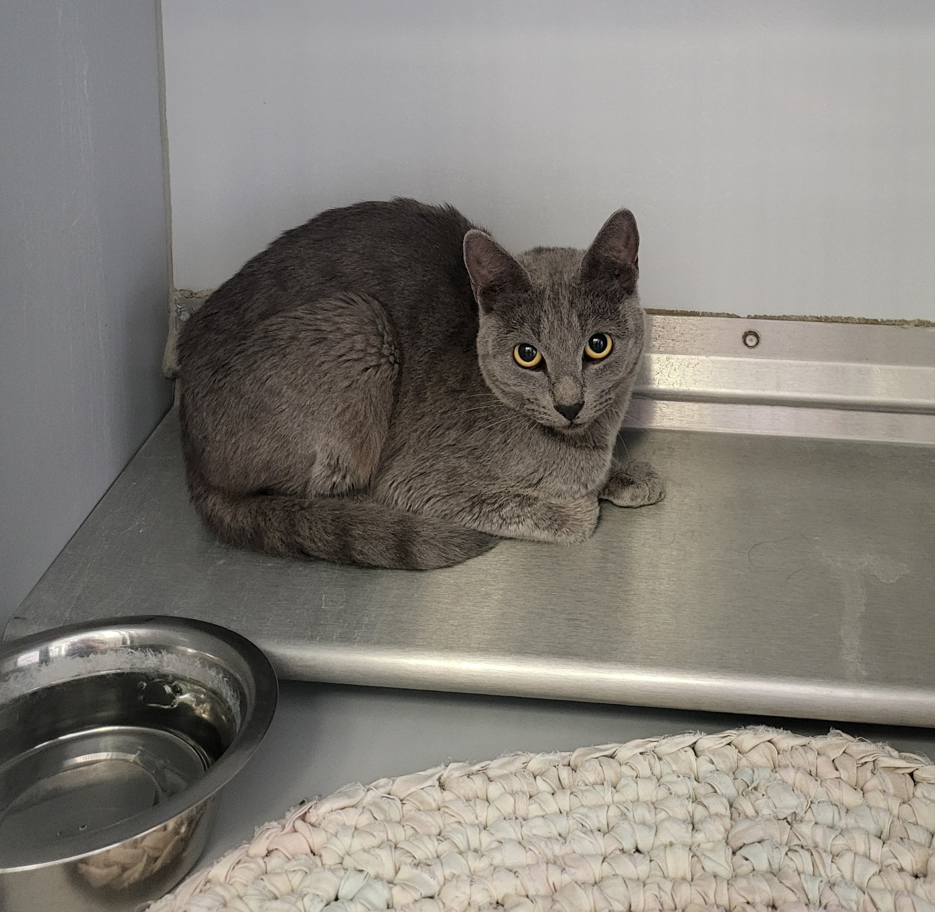 Cat for adoption 57206165, a Domestic Short Hair in Elko, NV Petfinder