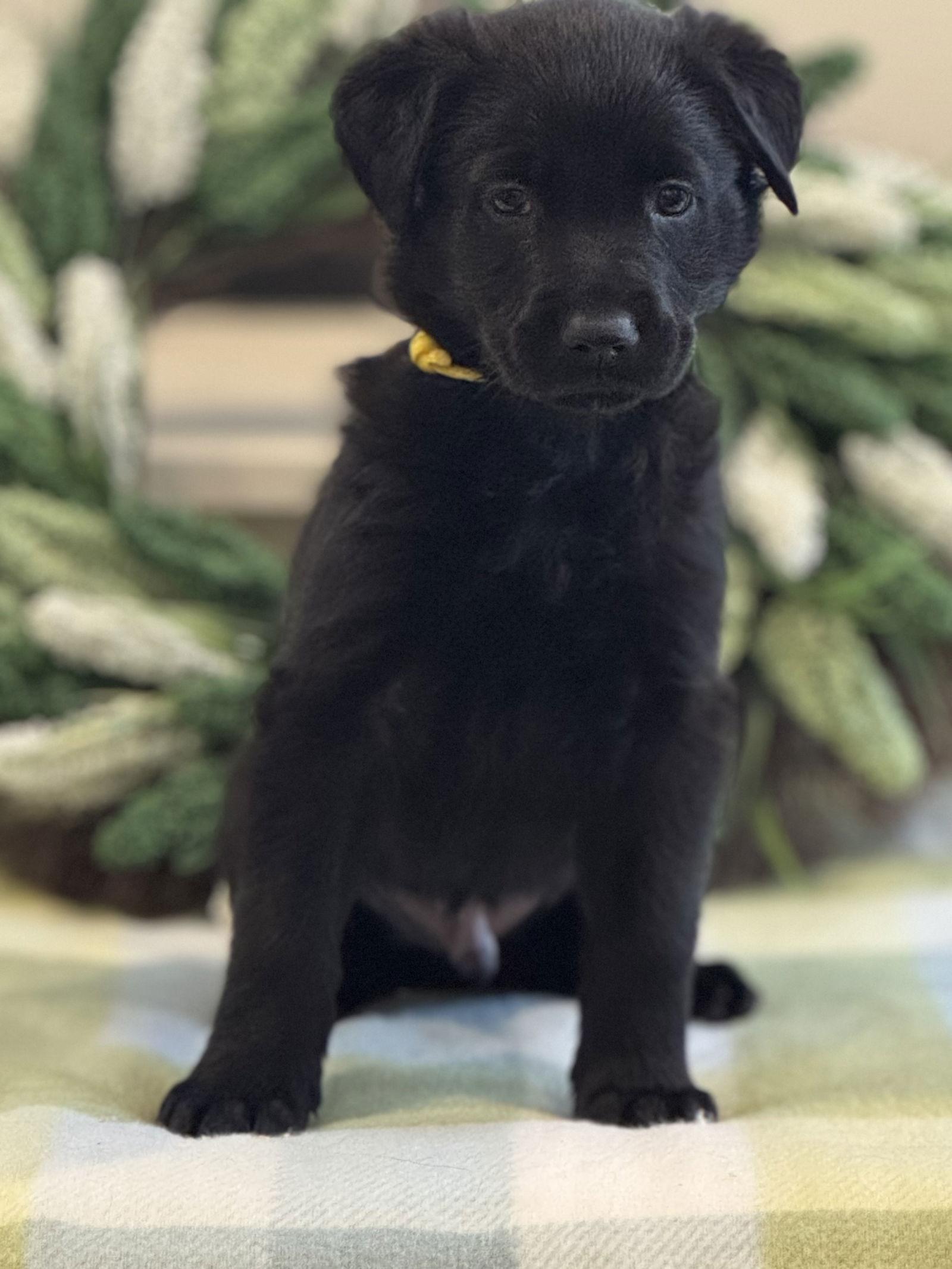 Serenity/Max, Adopted, Young Male Belgian Shepherd / Malinois & Labrador Retriever.