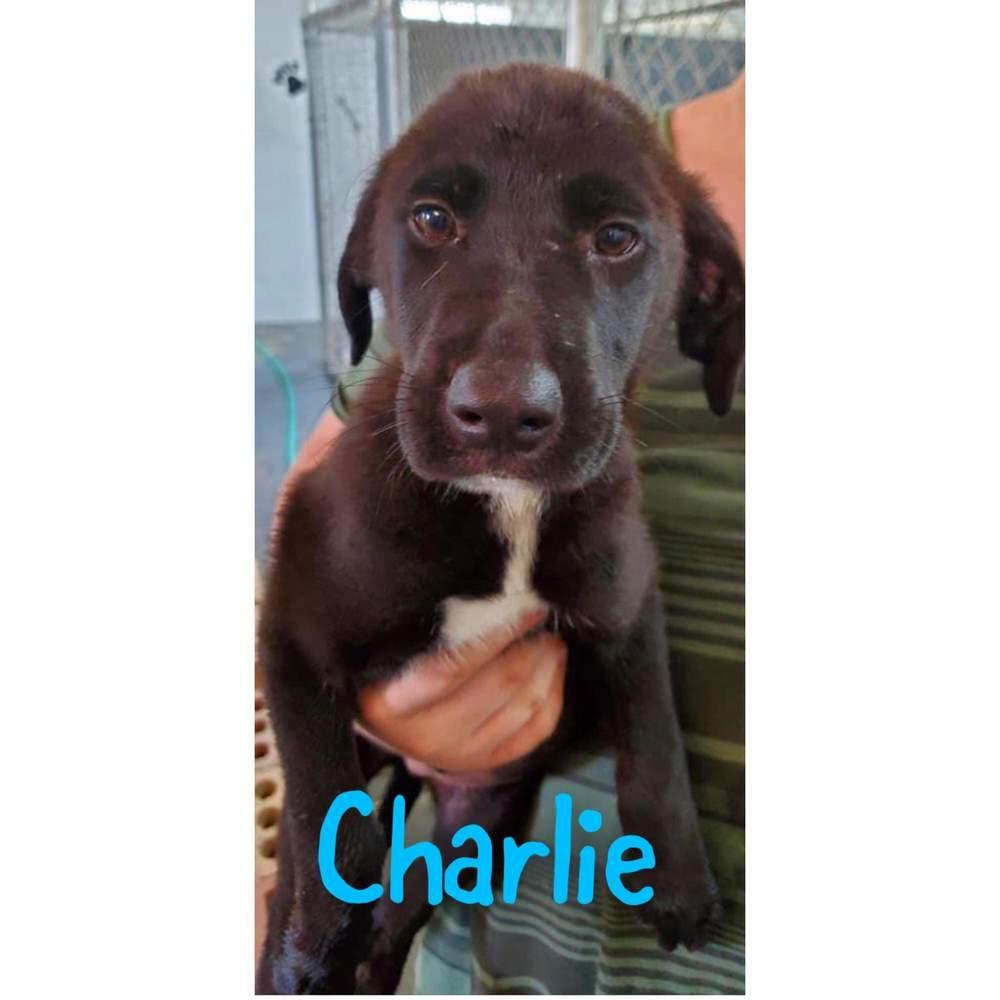 Enlarge Charlie, a Adopted mixed breed in Palatine, IL image 1/1