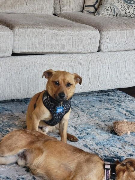 Heri, Adoptable, Young Male Chihuahua & Dachshund.