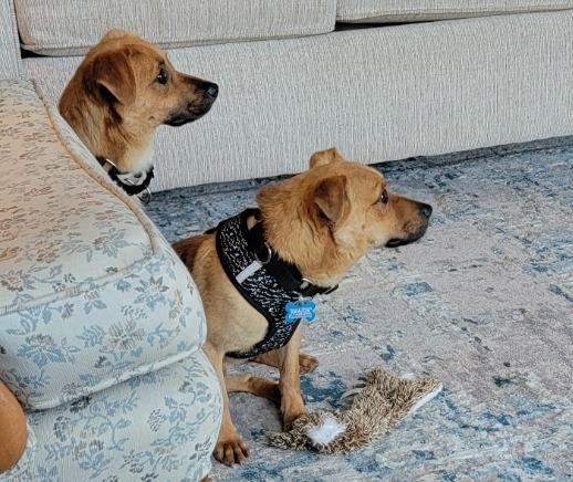 Heri, Adoptable, Young Male Chihuahua & Dachshund.