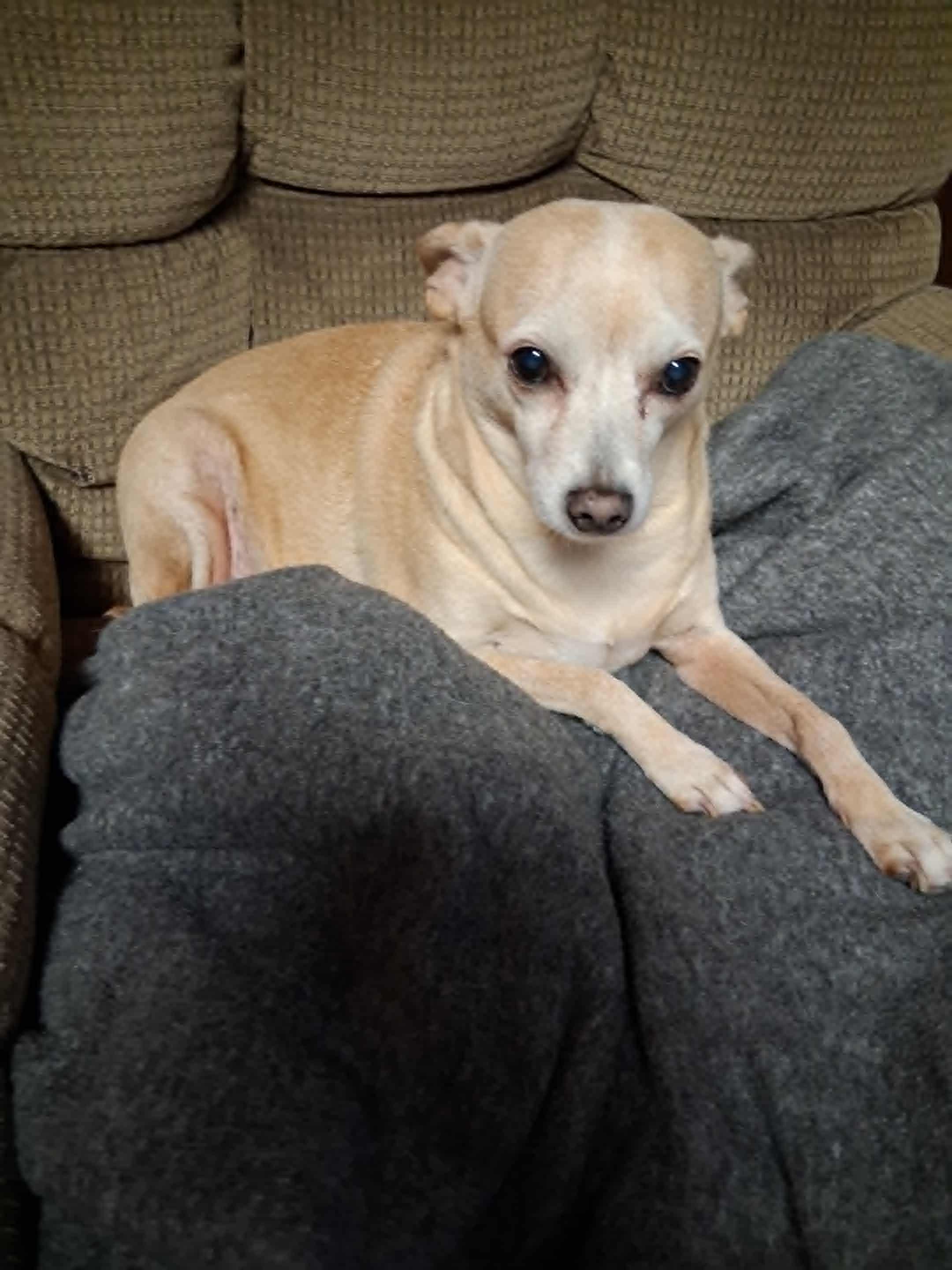 Enlarge Ivory, a ADOPTABLE mixed breed in Fulton, NY image 1/1