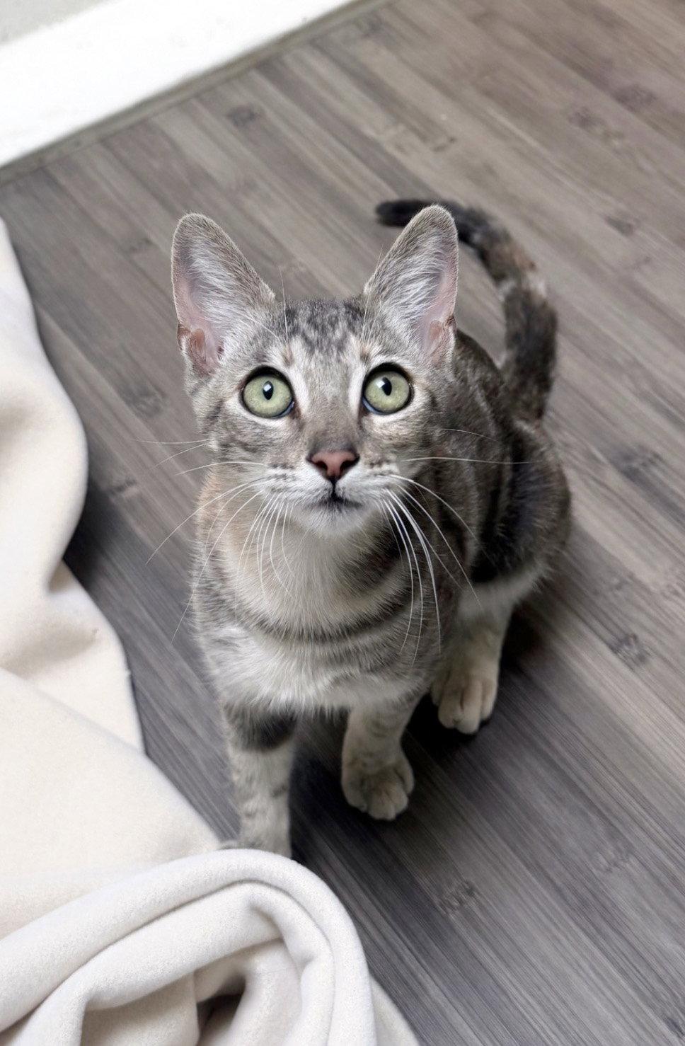 Enlarge Madison, a Adopted Tabby in Alameda, CA image 2/3