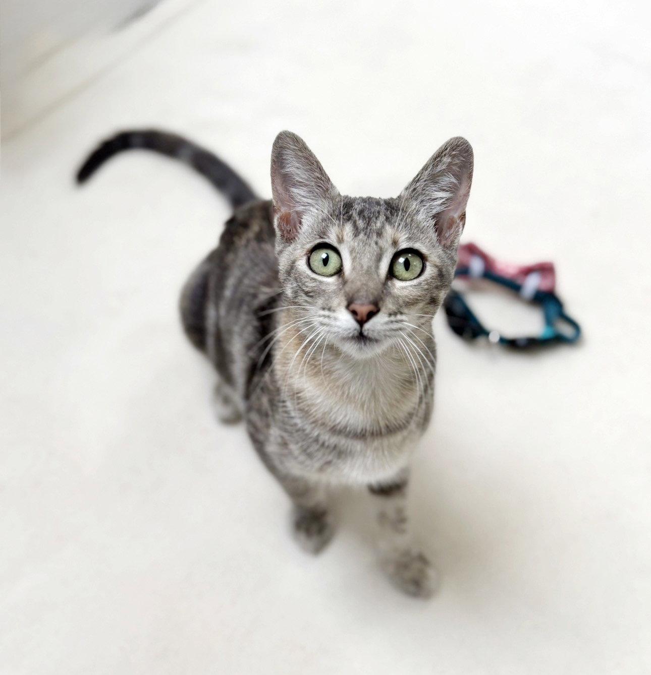 Enlarge Madison, a Adopted Tabby in Alameda, CA image 3/3