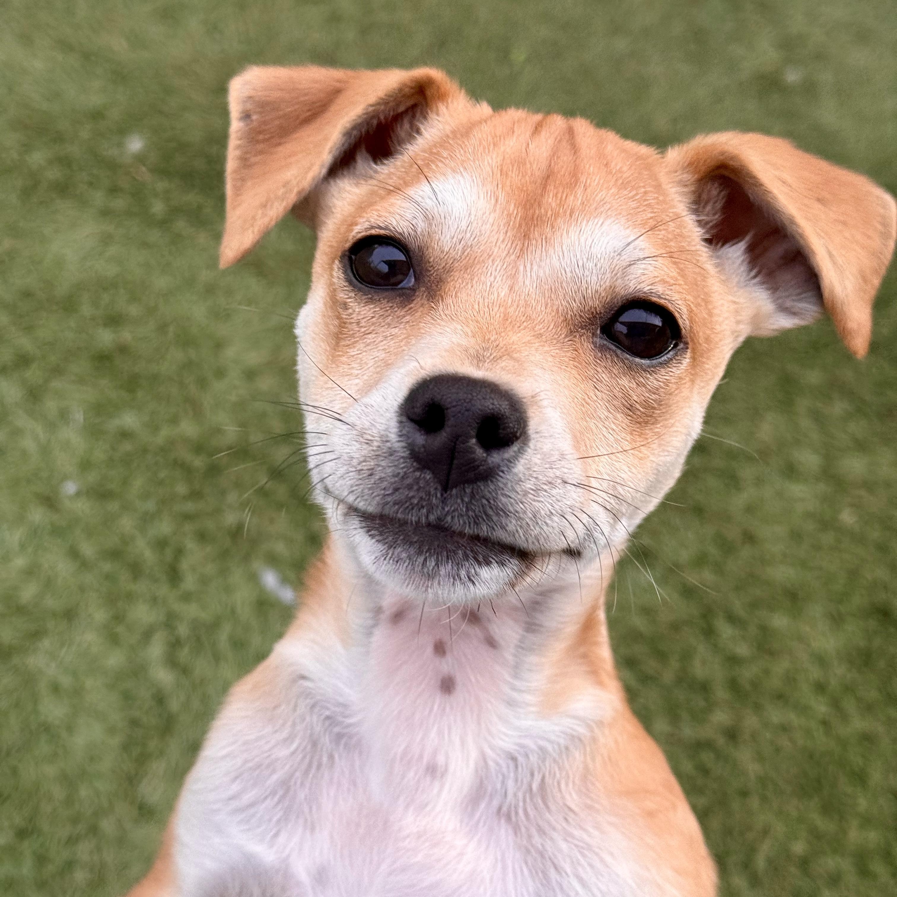 Enlarge Sweet Potato, a Adoptable mixed breed in modesto, CA image 1/6