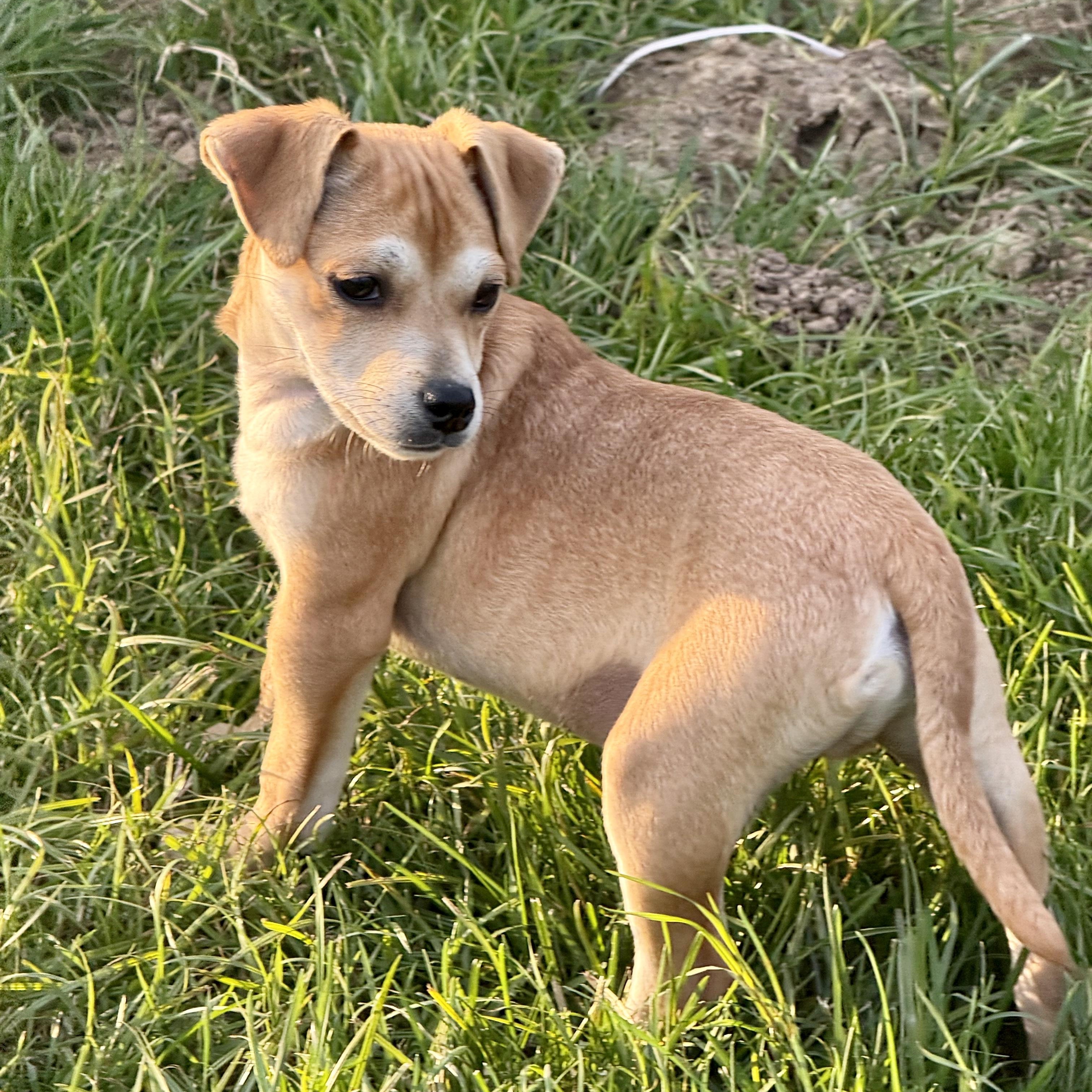 Enlarge Sweet Potato, a Adoptable mixed breed in modesto, CA image 2/6