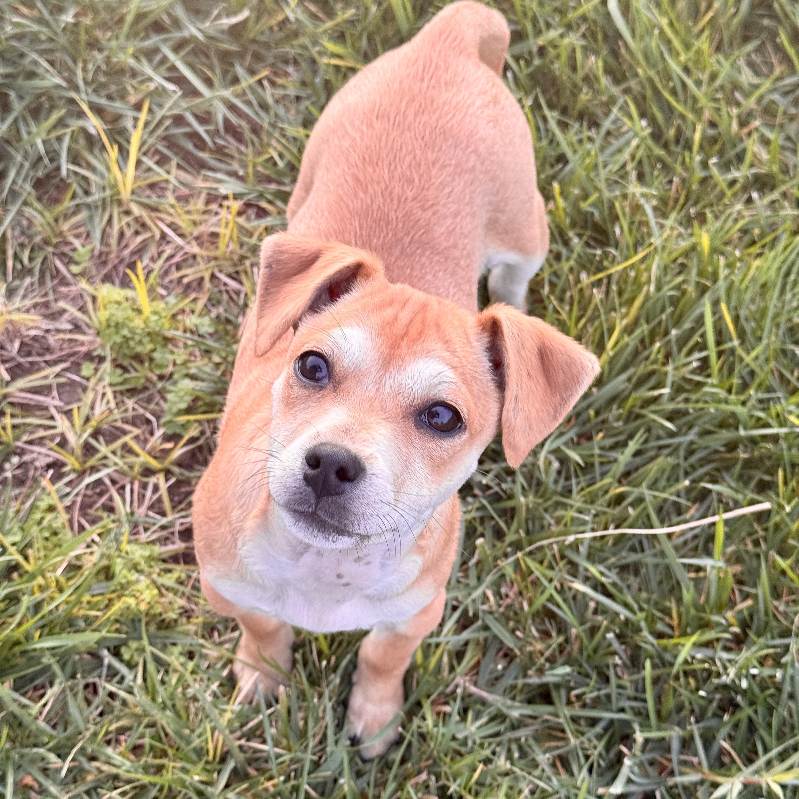 Enlarge Sweet Potato, a Adoptable mixed breed in modesto, CA image 3/6