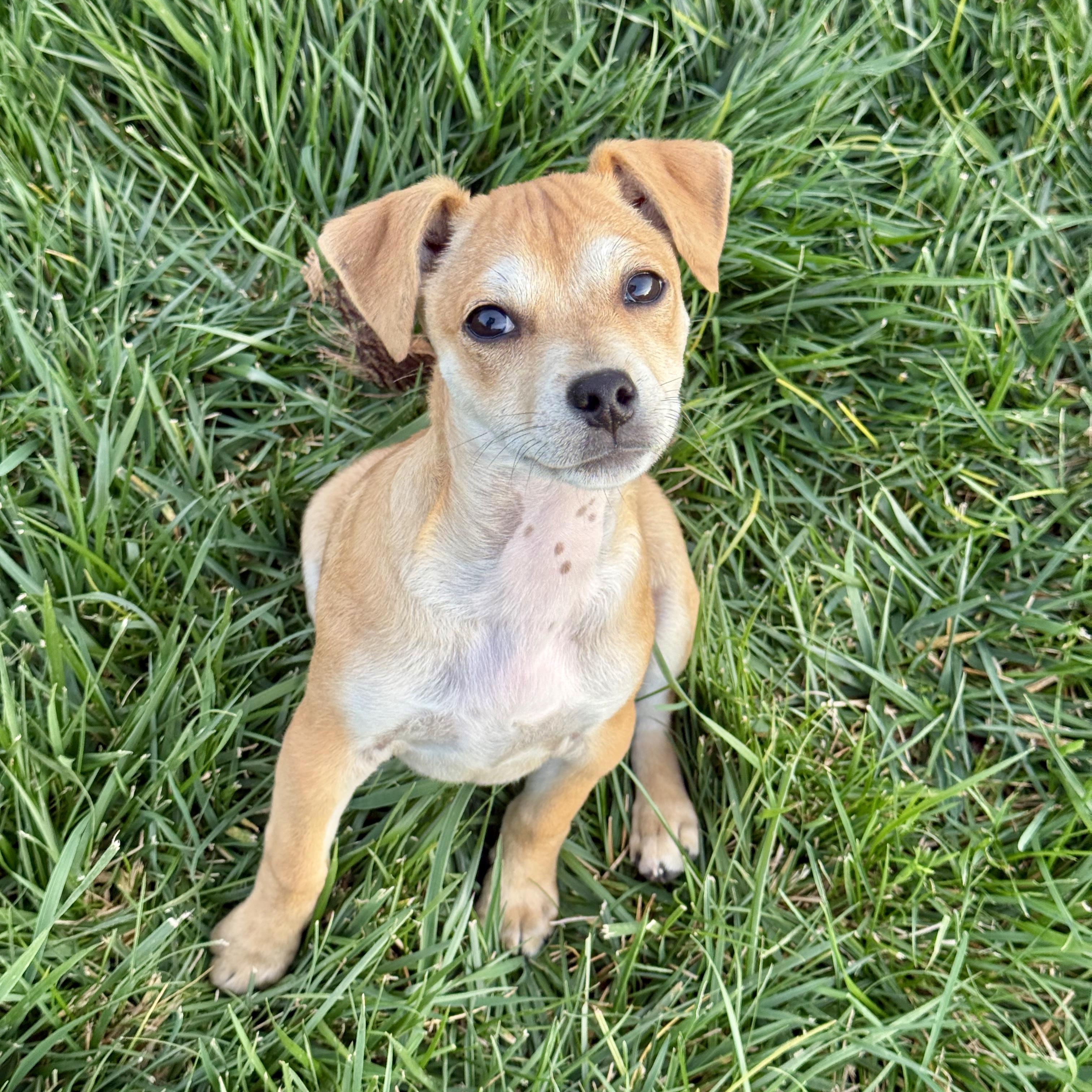 Enlarge Sweet Potato, a Adoptable mixed breed in modesto, CA image 4/6