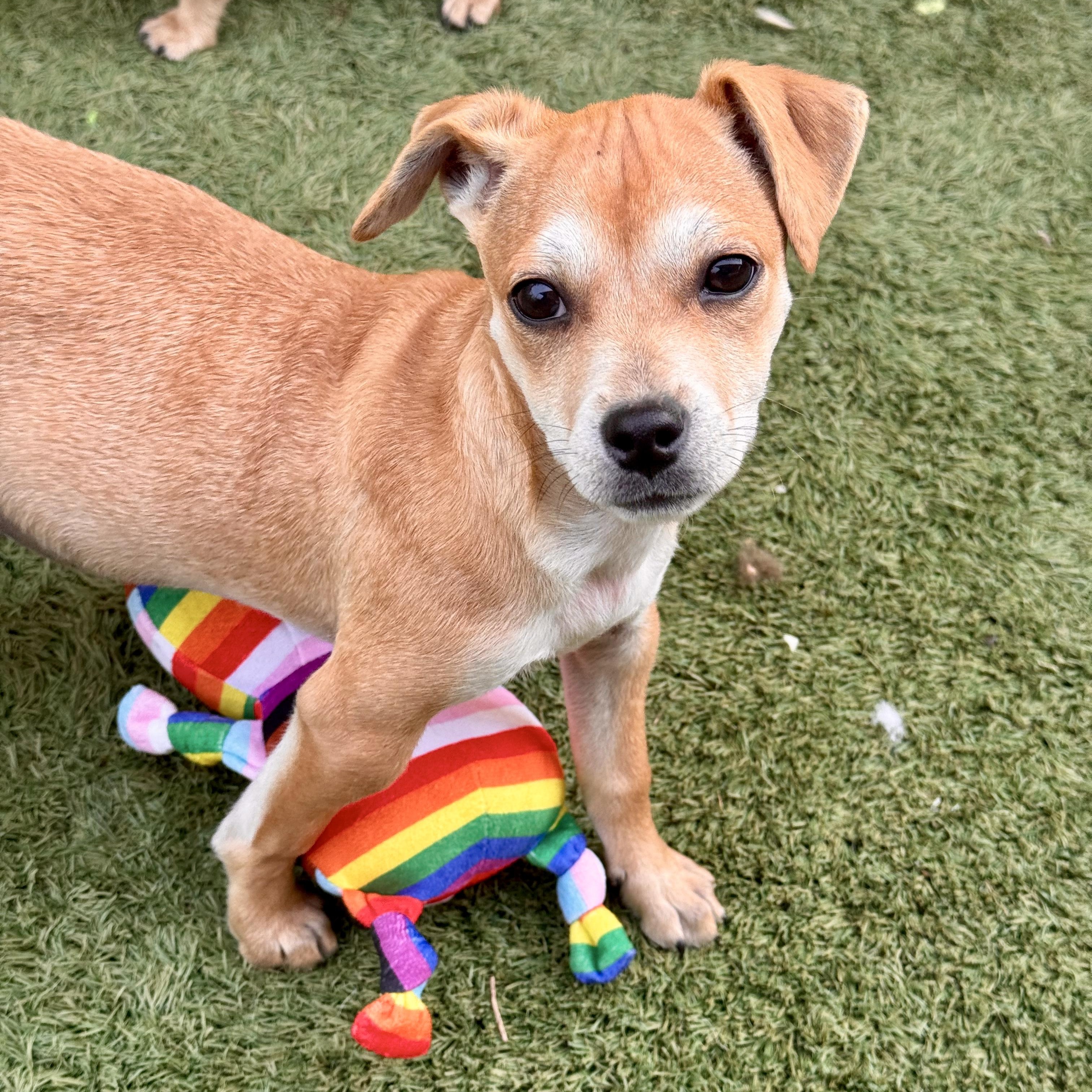 Enlarge Sweet Potato, a Adoptable mixed breed in modesto, CA image 5/6