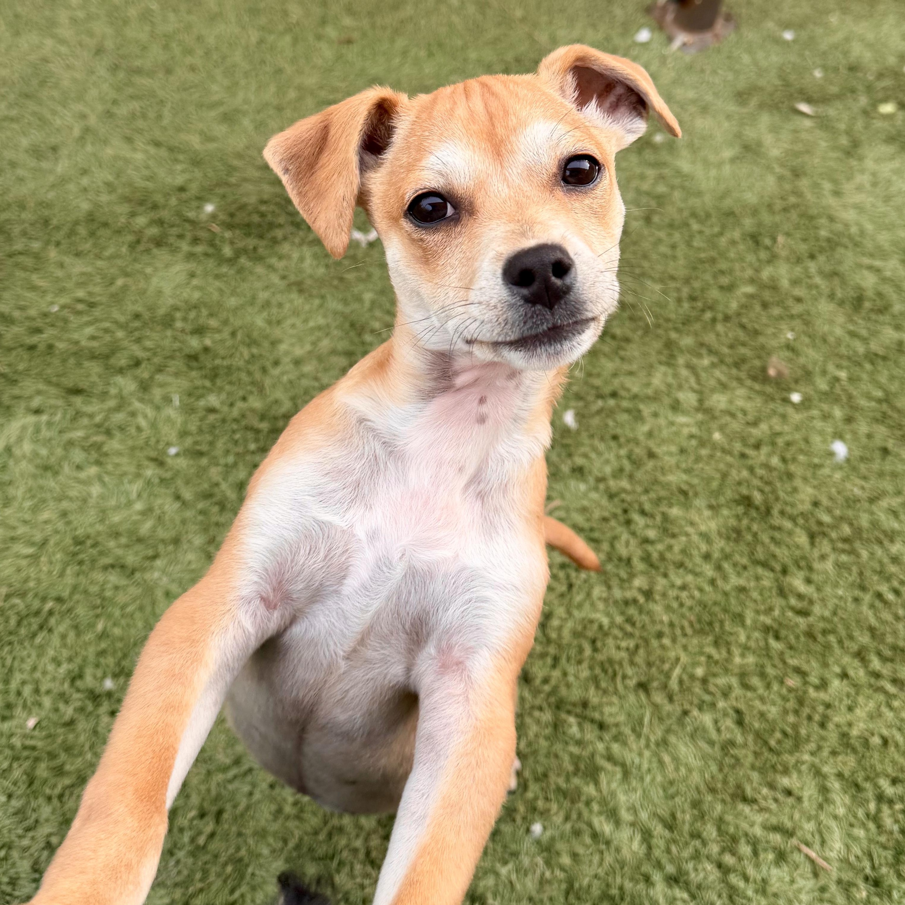 Enlarge Sweet Potato, a Adoptable mixed breed in modesto, CA image 6/6