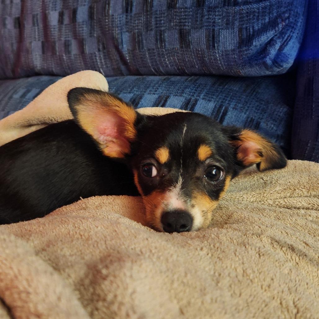 Italy C-34339, Adoptable, Puppy Female Chihuahua.