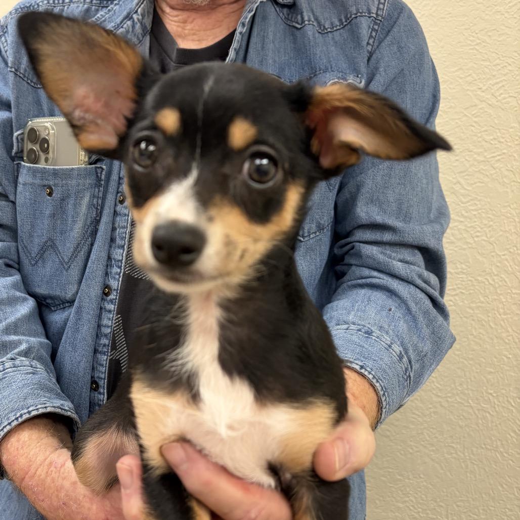 Italy C-34339, Adoptable, Puppy Female Chihuahua.