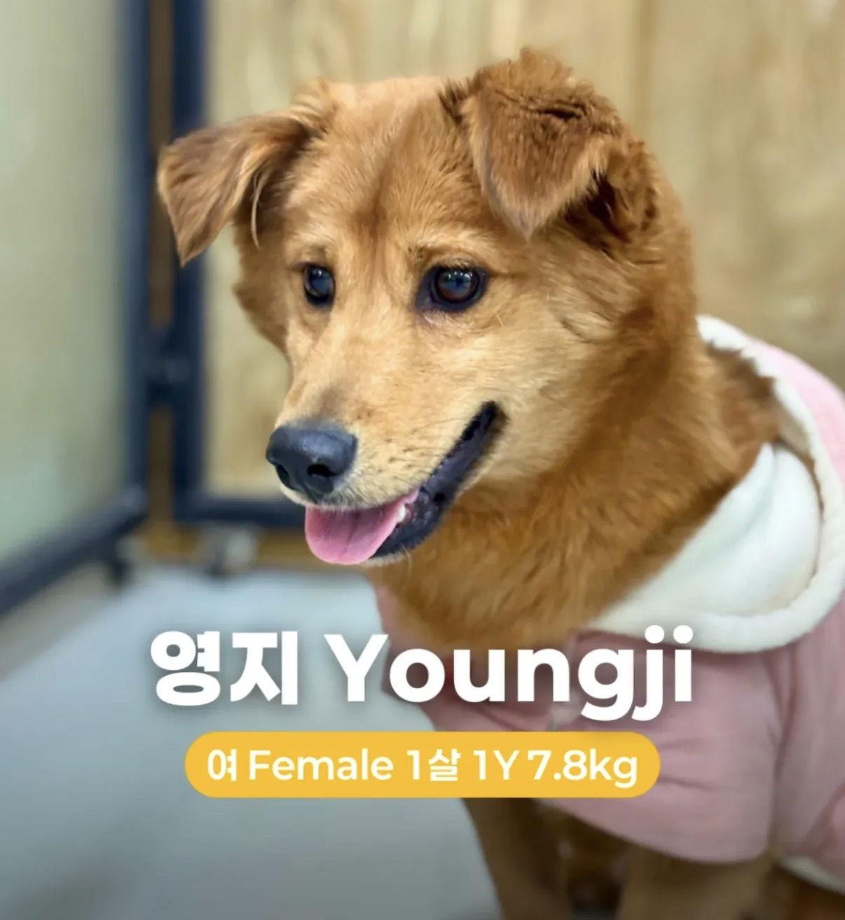 YOUNGJI, Adopted, Puppy Female Corgi.