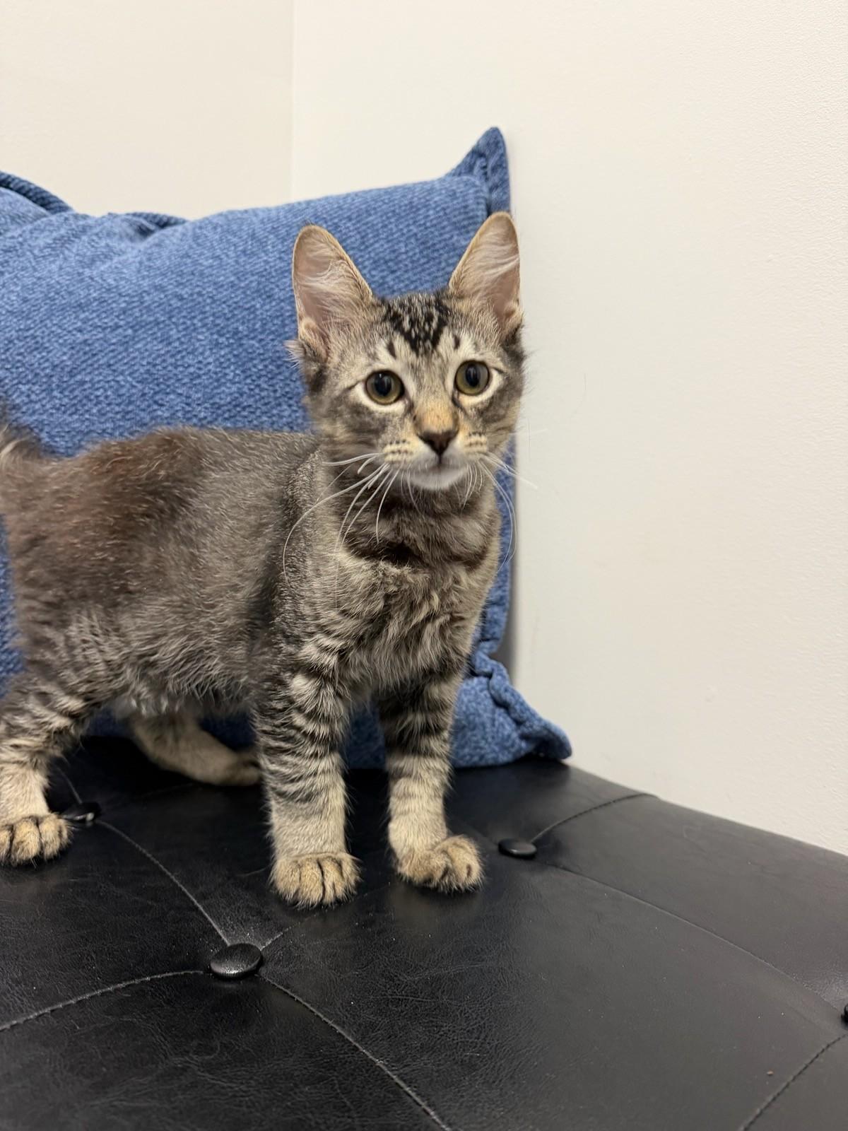 Pepper, Adoptable, Young Male Domestic Medium Hair.