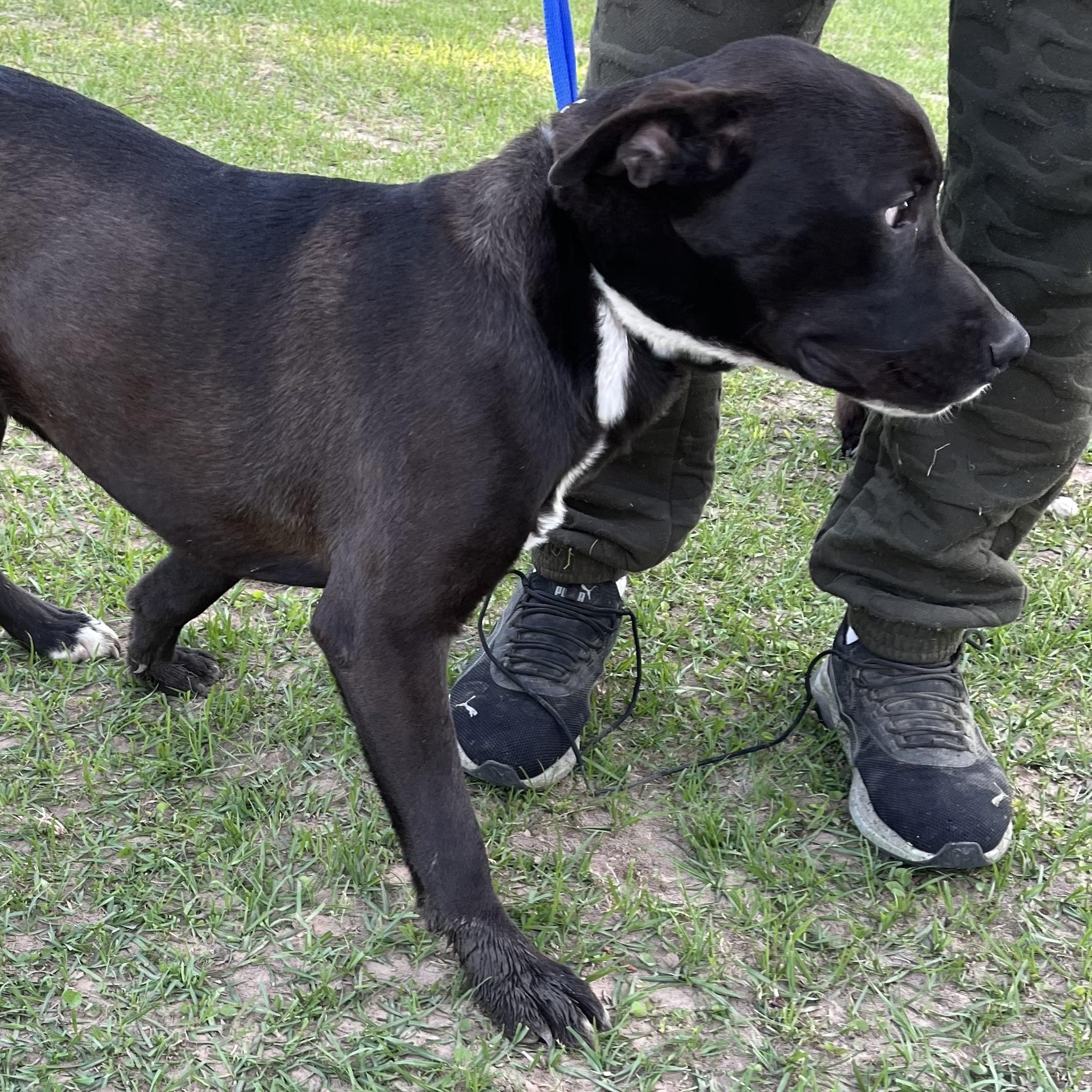 Kevin - Local Dec 19-21, a Adoptable mixed breed in Beaverton , OR image 2/6