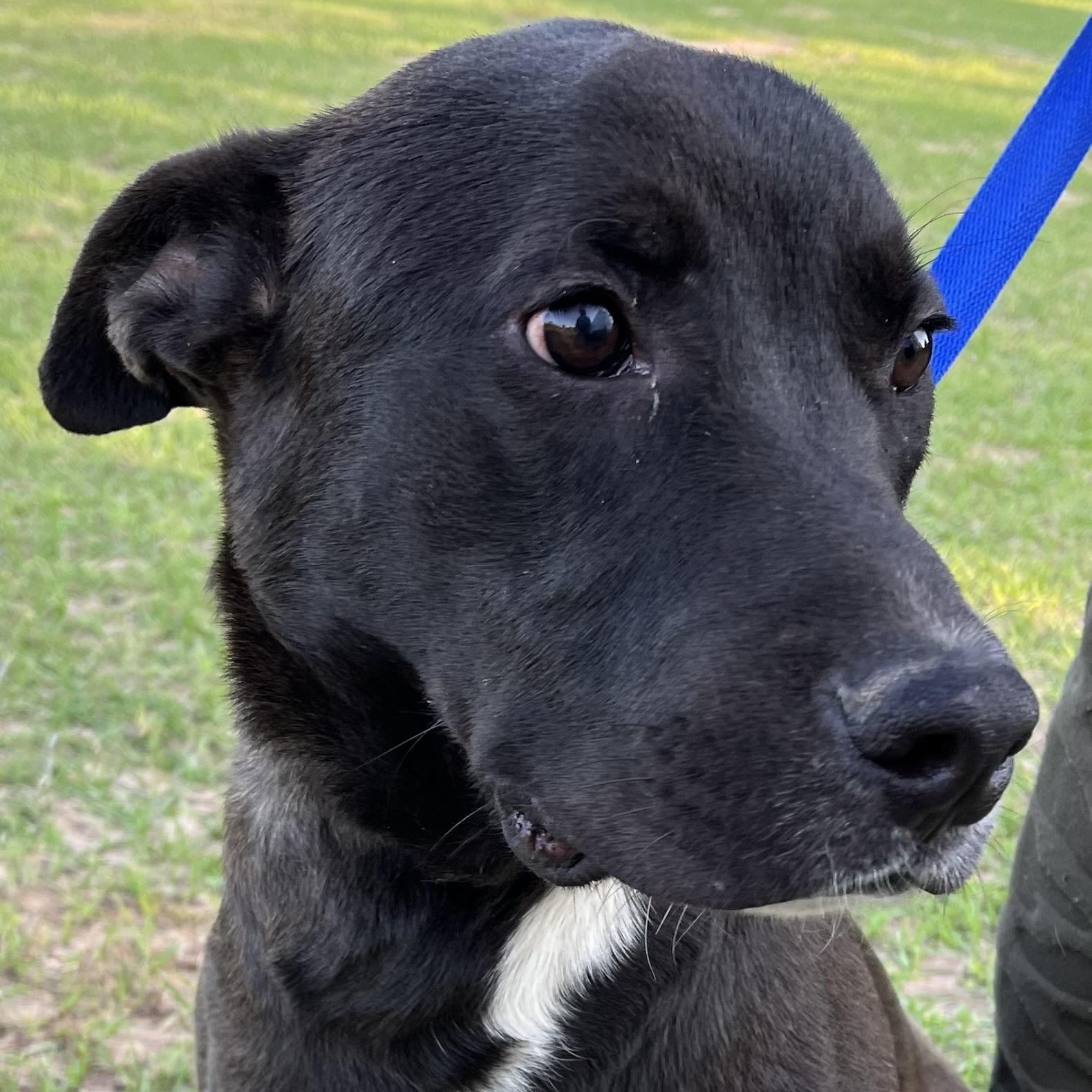 Kevin - Local Dec 19-21, a Adoptable mixed breed in Beaverton , OR image 1/6