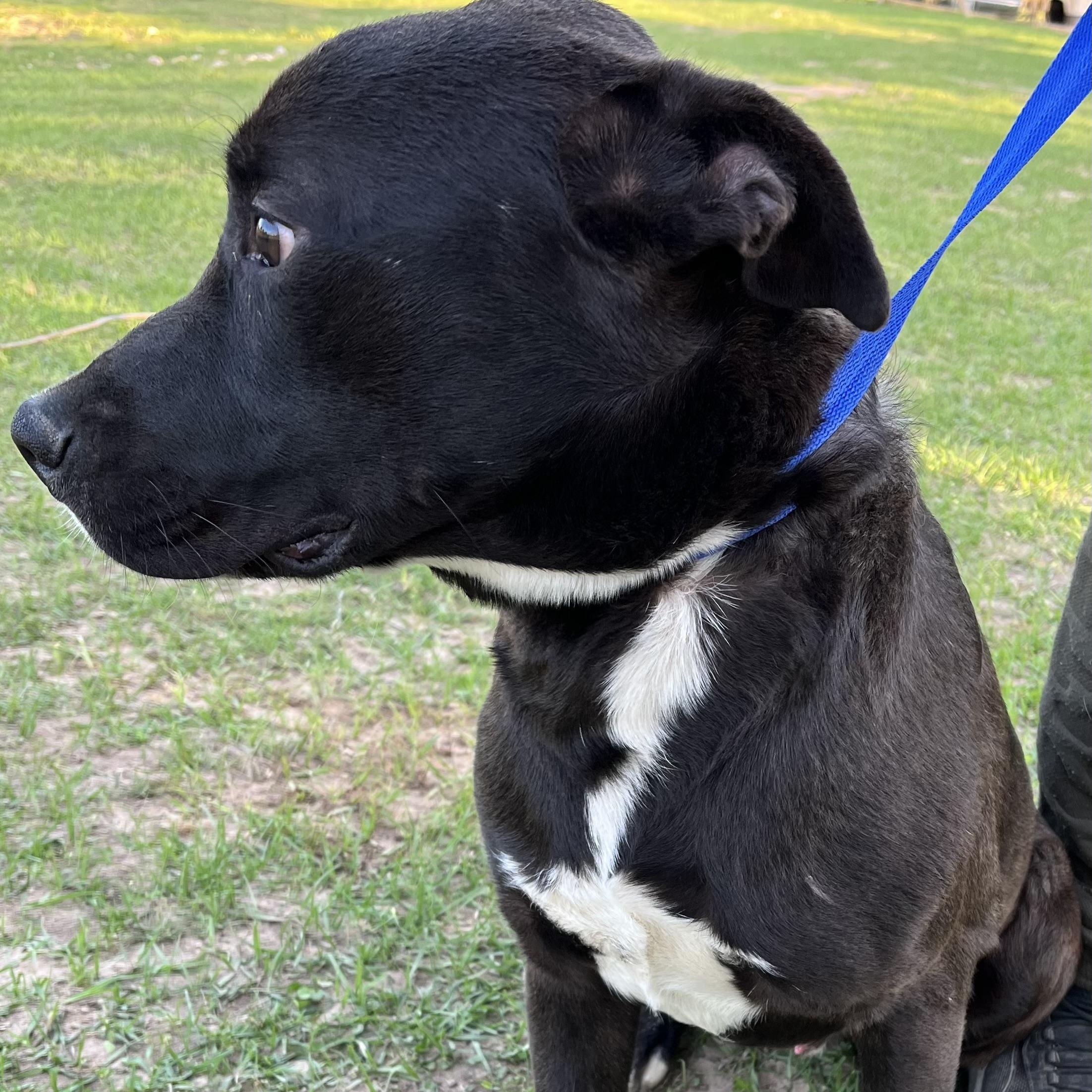 Kevin - Local Dec 19-21, a Adoptable mixed breed in Beaverton , OR image 4/6