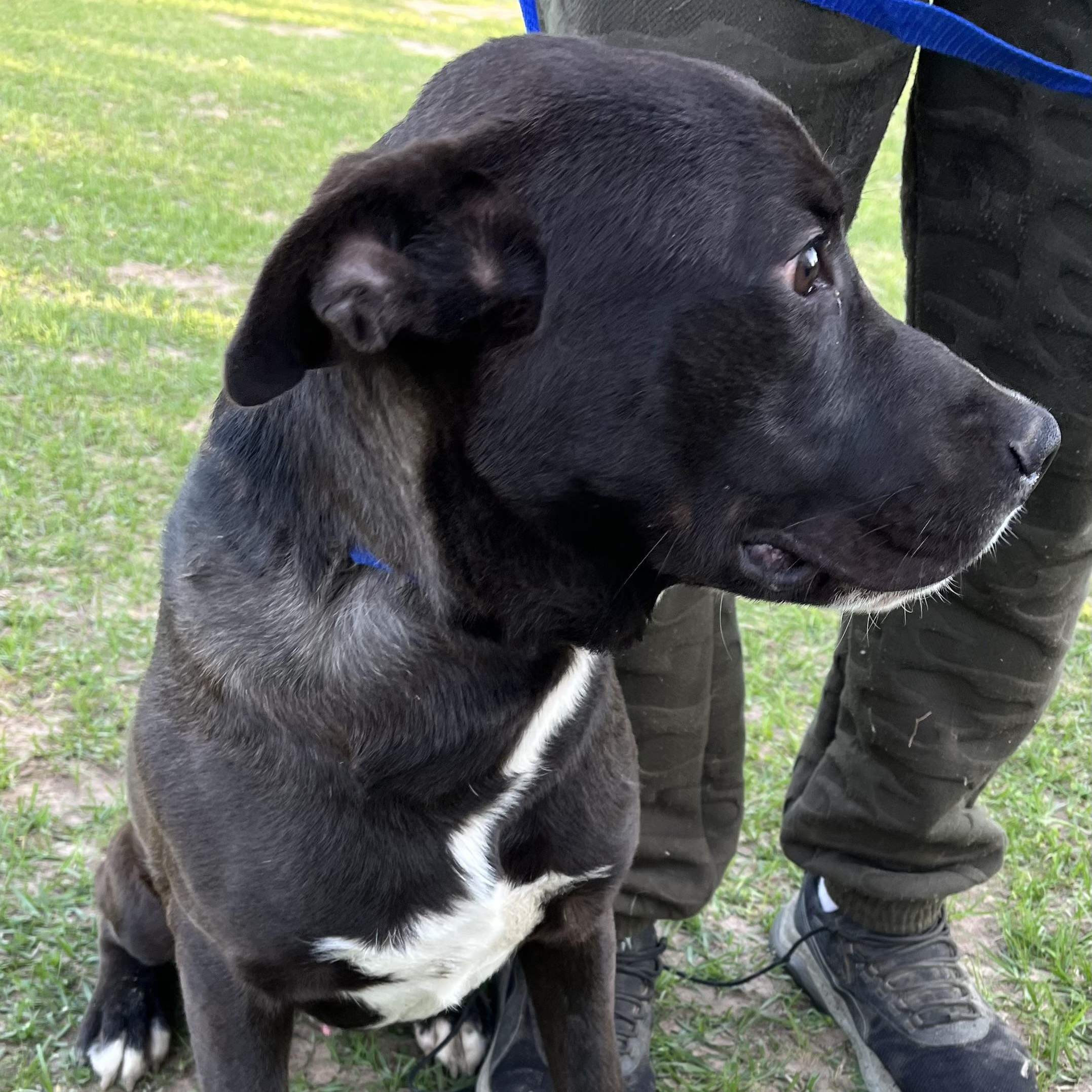 Kevin - Local Dec 19-21, a Adoptable mixed breed in Beaverton , OR image 5/6