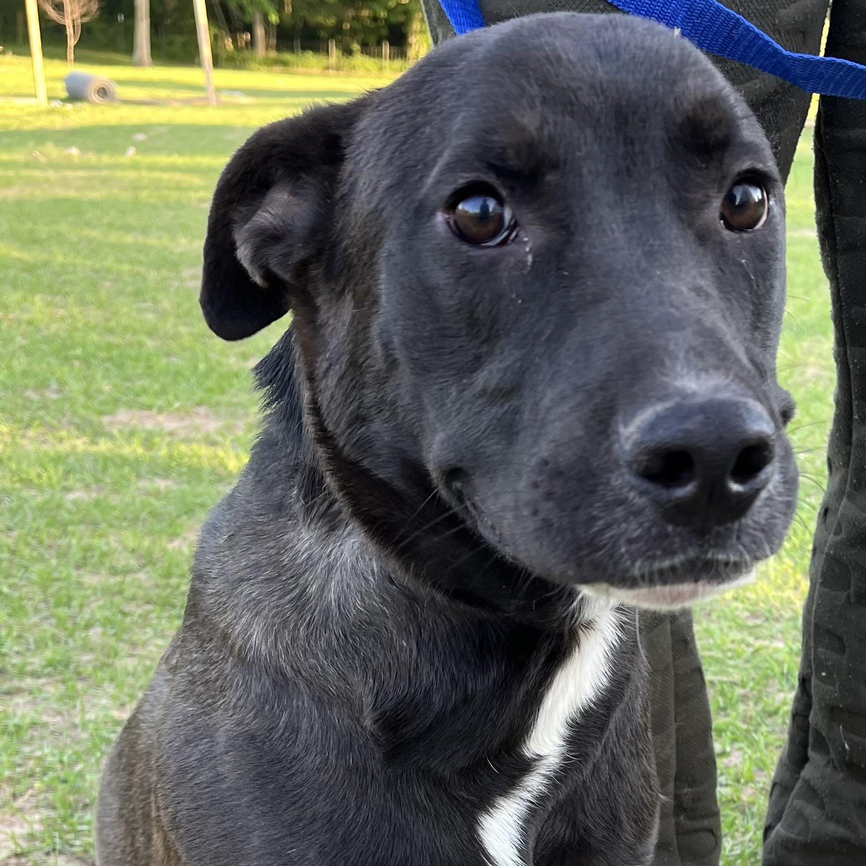 Kevin - Local Dec 19-21, a Adoptable mixed breed in Beaverton , OR image 3/6