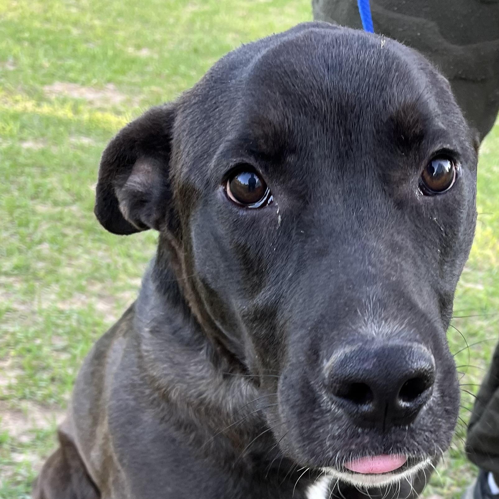 Kevin - Local Dec 19-21, a Adoptable mixed breed in Beaverton , OR image 6/6