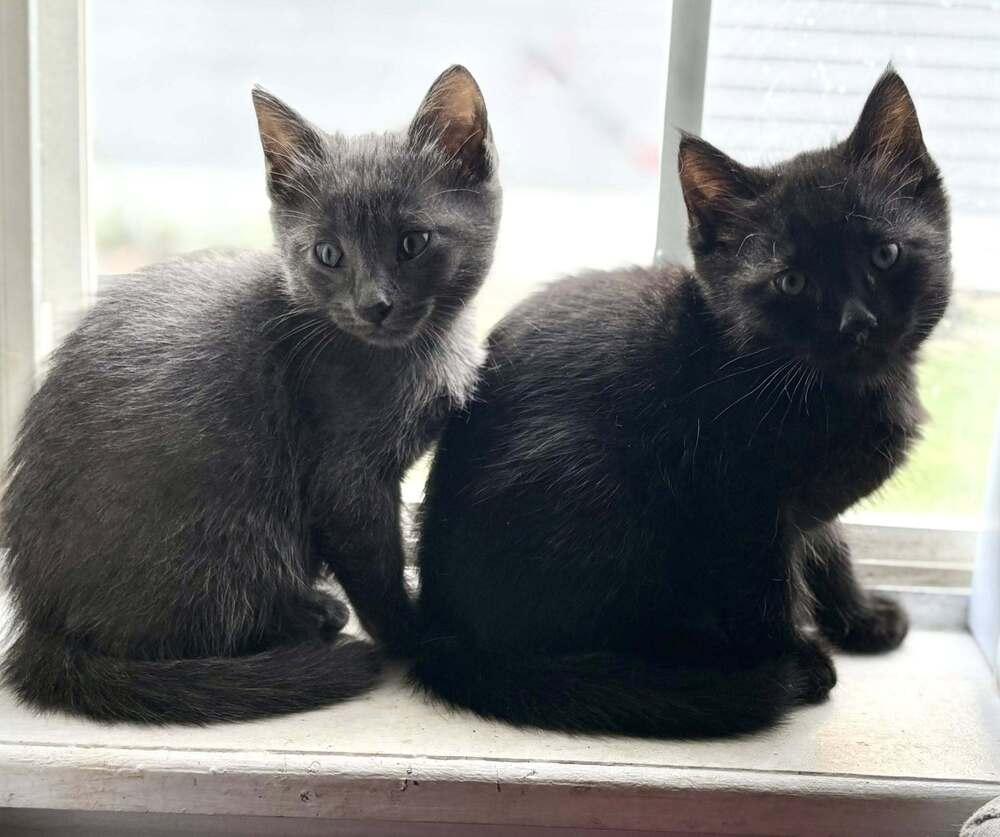 Gardenia, Adoptable, Kitten Female Domestic Short Hair.