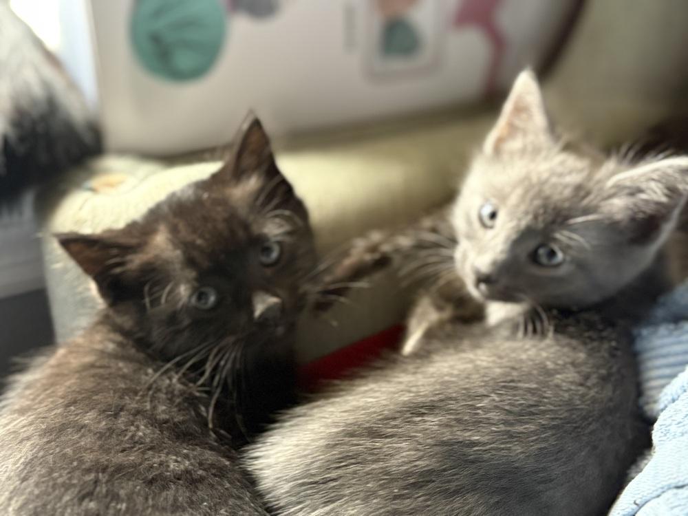 Gardenia, a Adoptable mixed breed in WARNER ROBINS, GA image 2/6