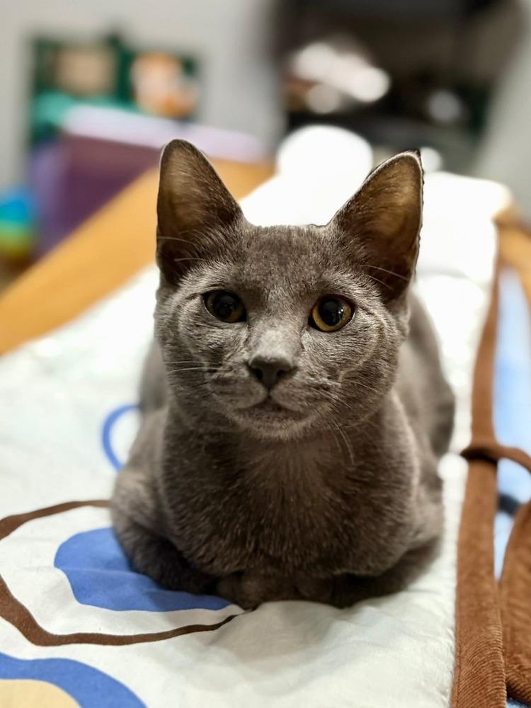 Gardenia, a Adoptable mixed breed in WARNER ROBINS, GA image 3/6