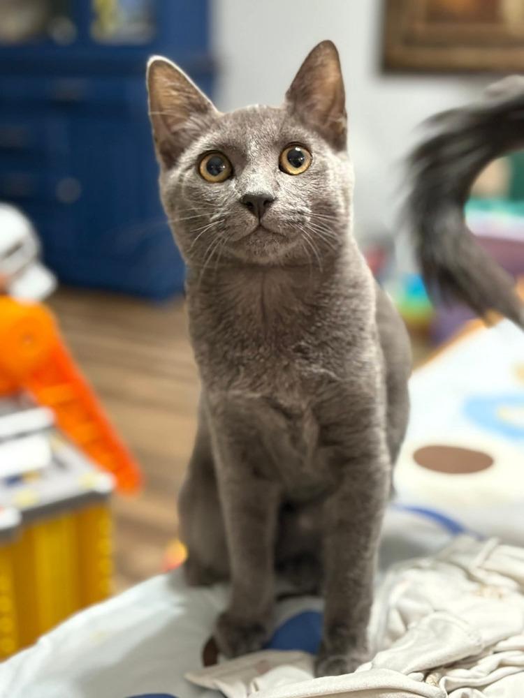 Gardenia, a Adoptable mixed breed in WARNER ROBINS, GA image 4/6