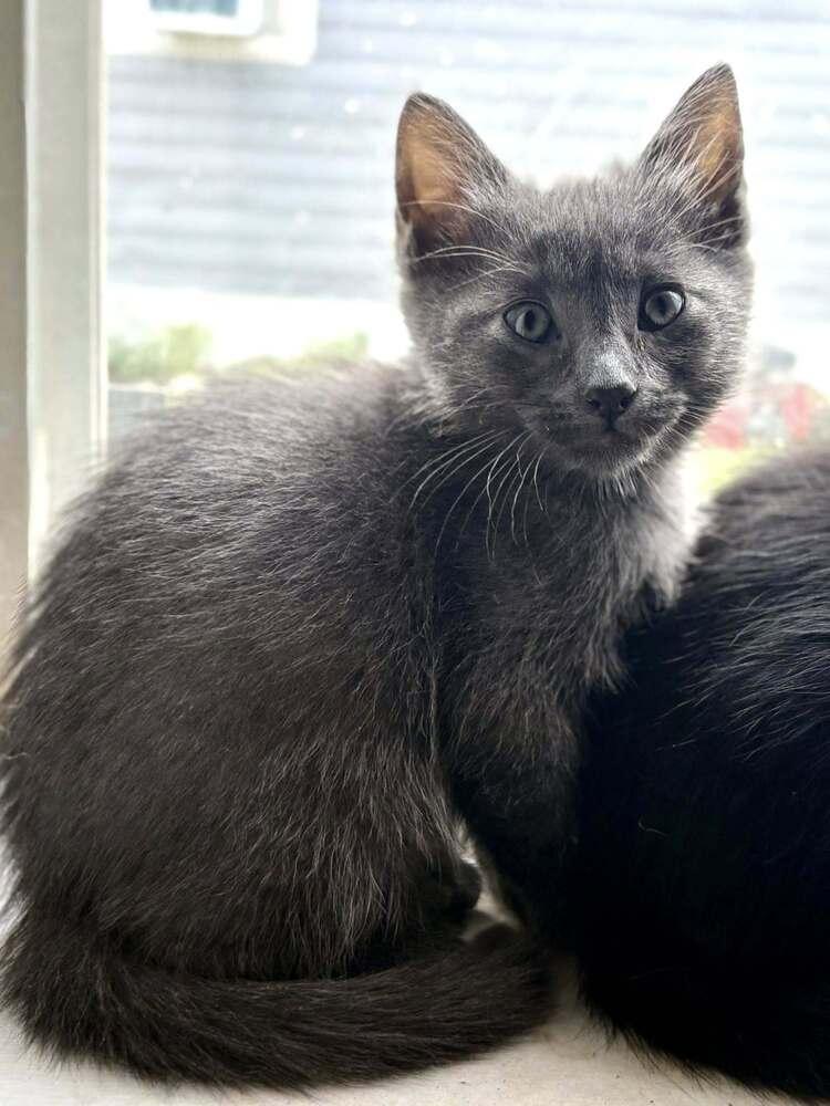 Gardenia, a Adoptable mixed breed in WARNER ROBINS, GA image 6/6