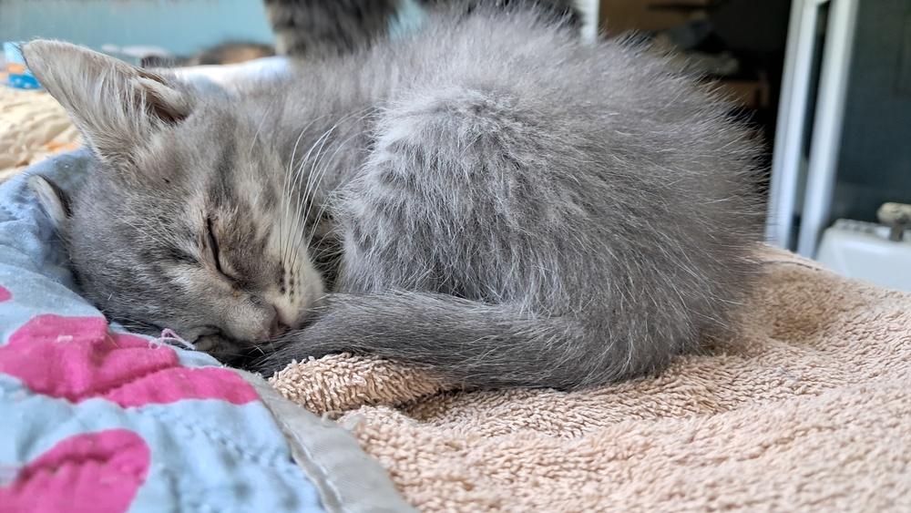 Enlarge Hildy, a Adoptable Domestic Short Hair in Saint Augustine, FL image 1/1