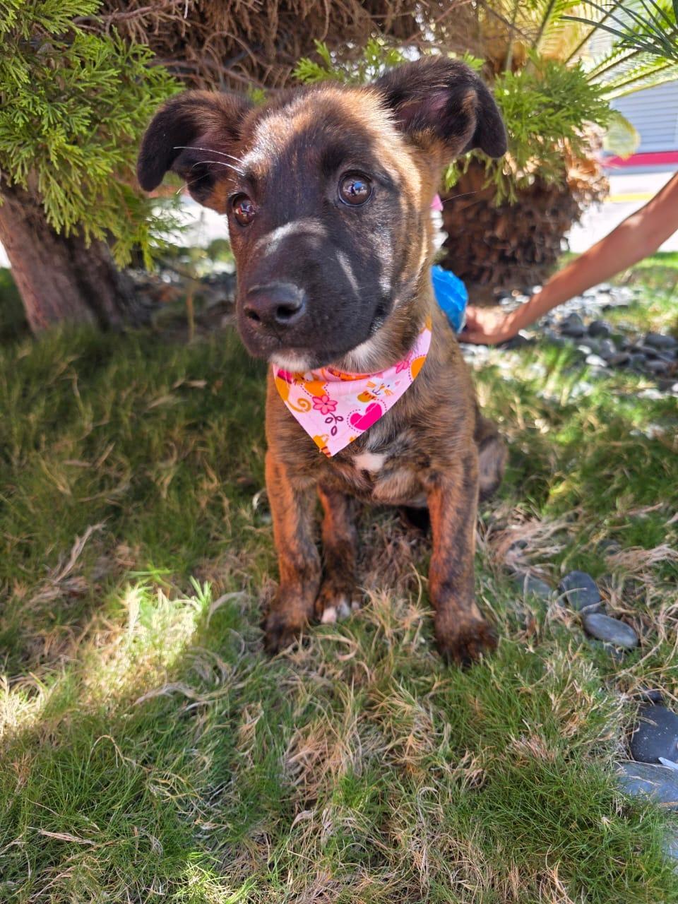 Burberry, a Adoptable mixed breed in Tijuana, BCN image 1/6