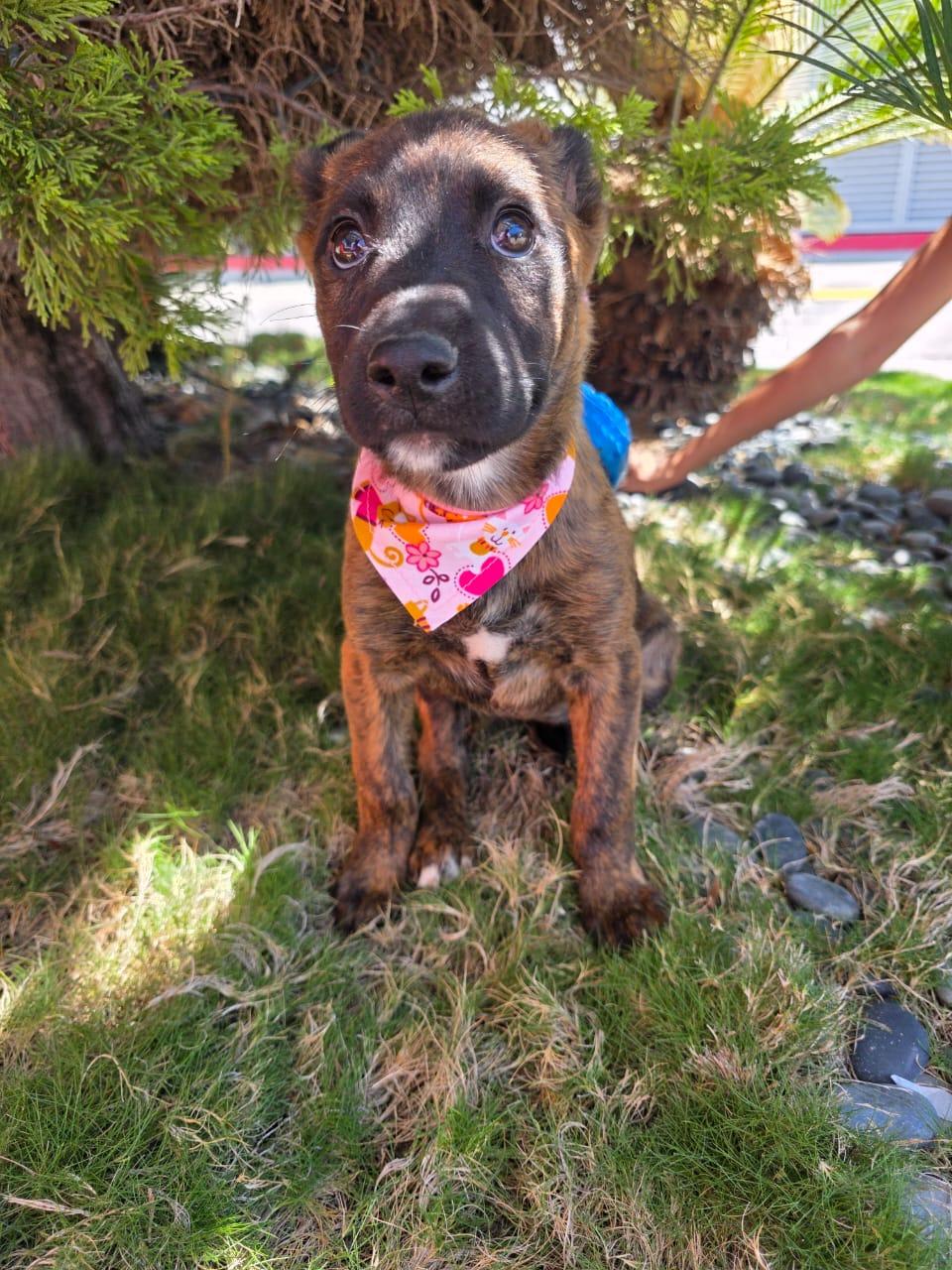 Burberry, a Adoptable mixed breed in Tijuana, BCN image 2/6