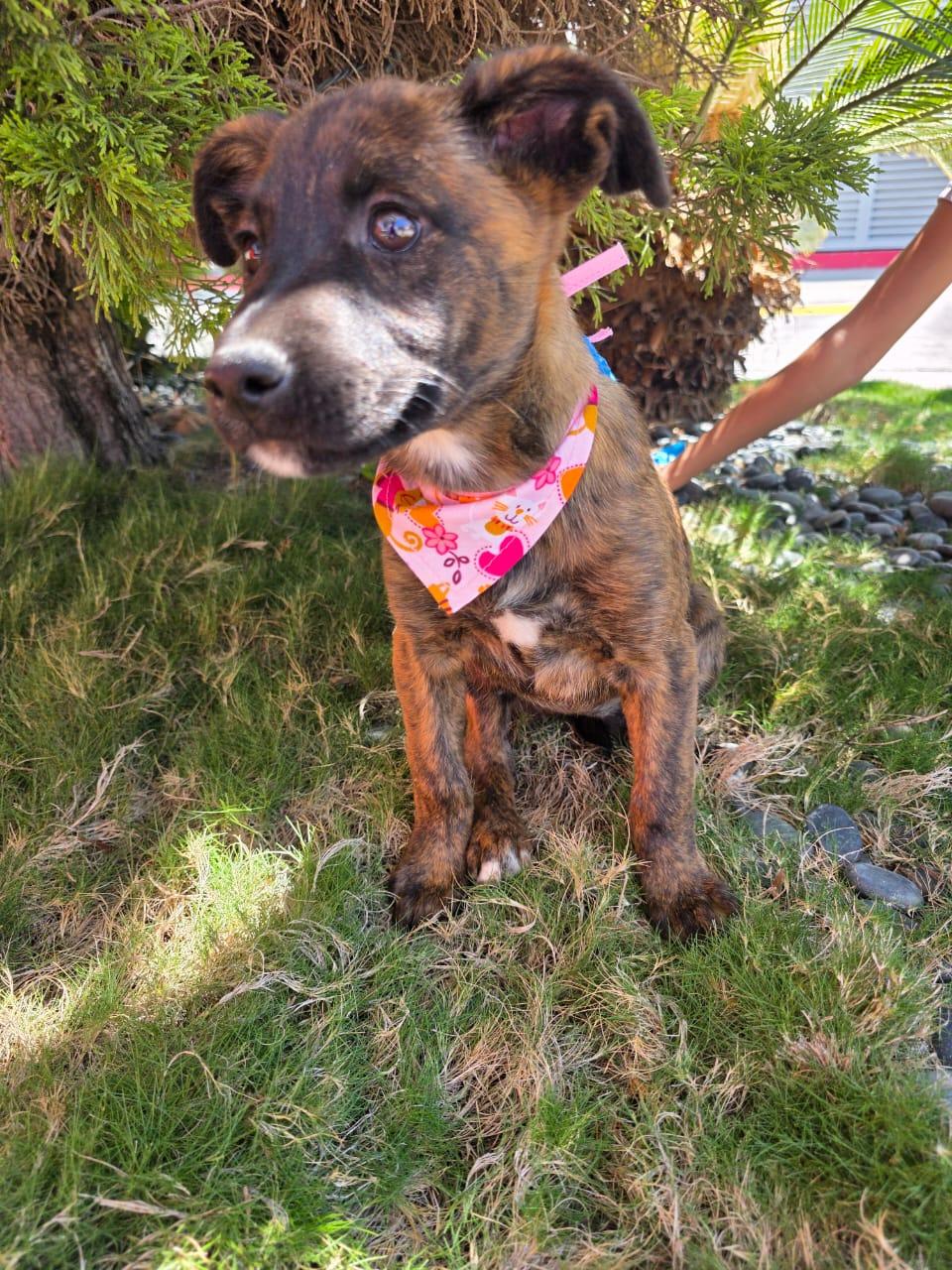 Burberry, a Adoptable mixed breed in Tijuana, BCN image 3/6