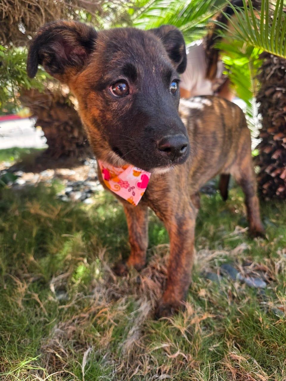 Burberry, a Adoptable mixed breed in Tijuana, BCN image 4/6